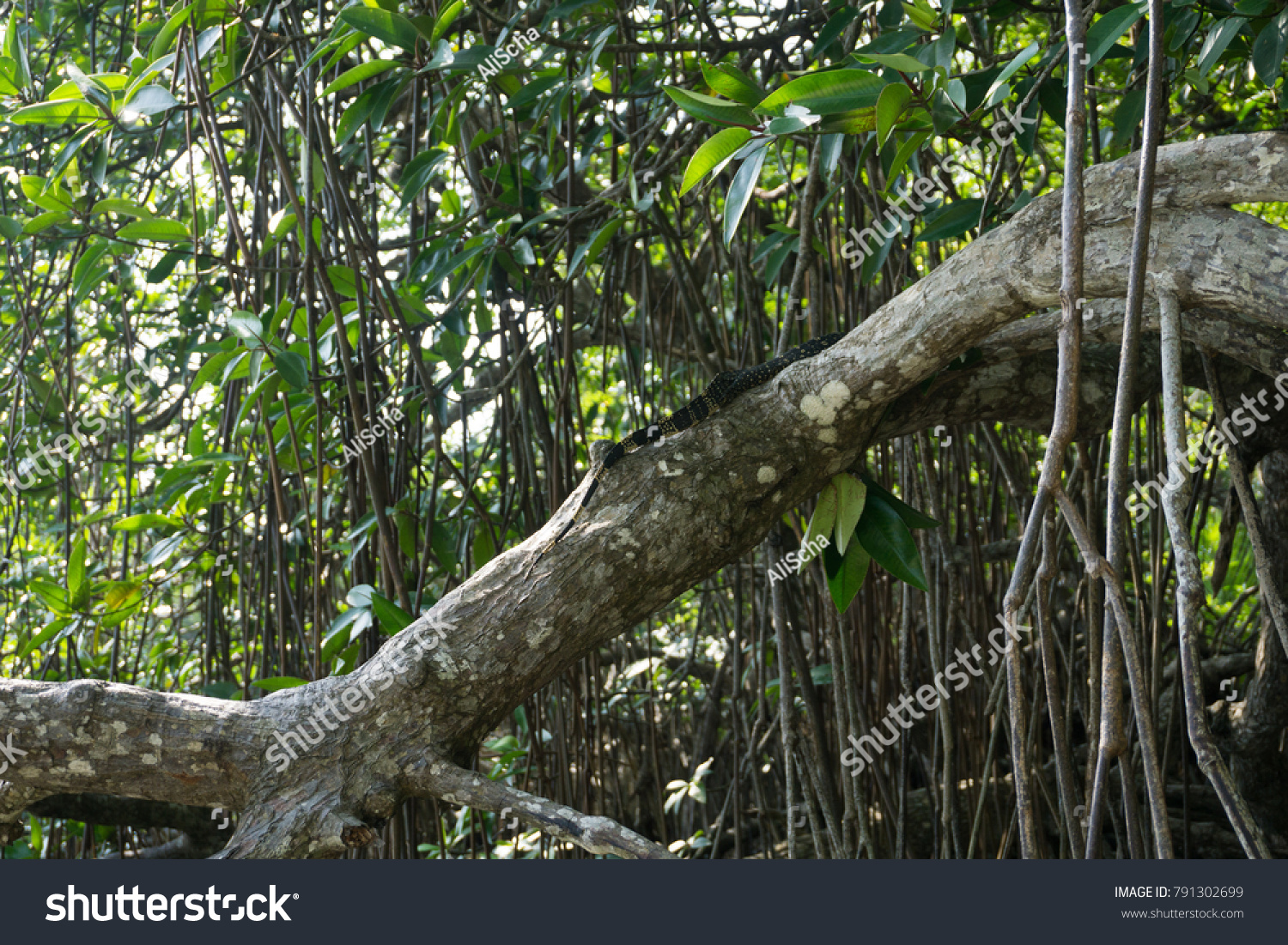 Varan Mangroves Lagoon Sri Lanka Stock Photo 791302699 | Shutterstock