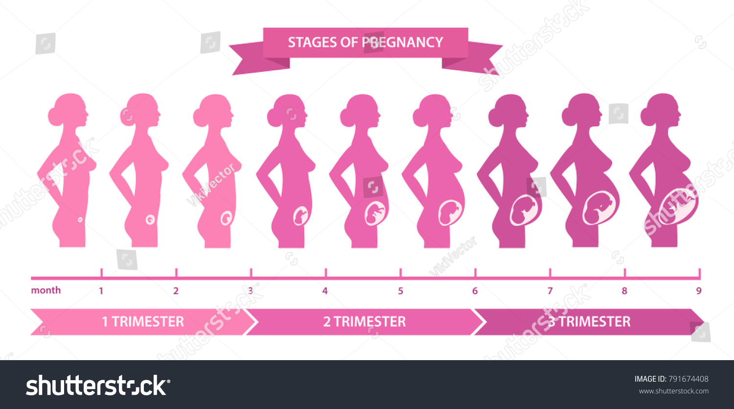 Pregnancy Stages Line Nine Months Divided Stock Vector (royalty Free 