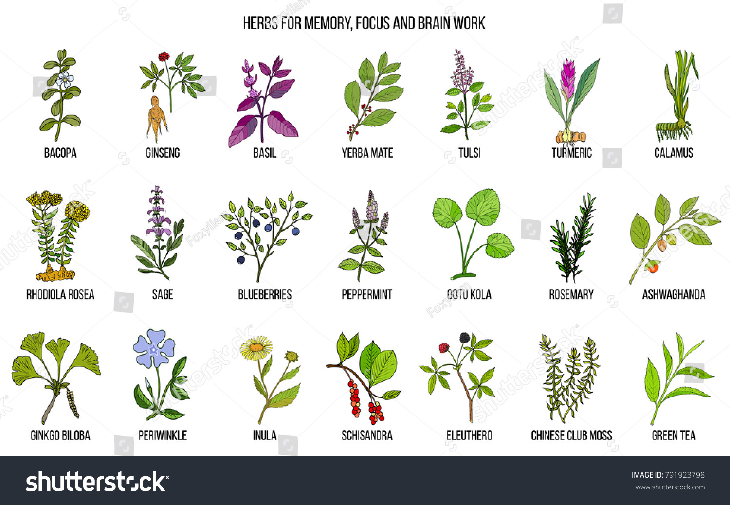 Best Medicinal Herbs Memory Focus Brain Stock Vector (Royalty Free ...