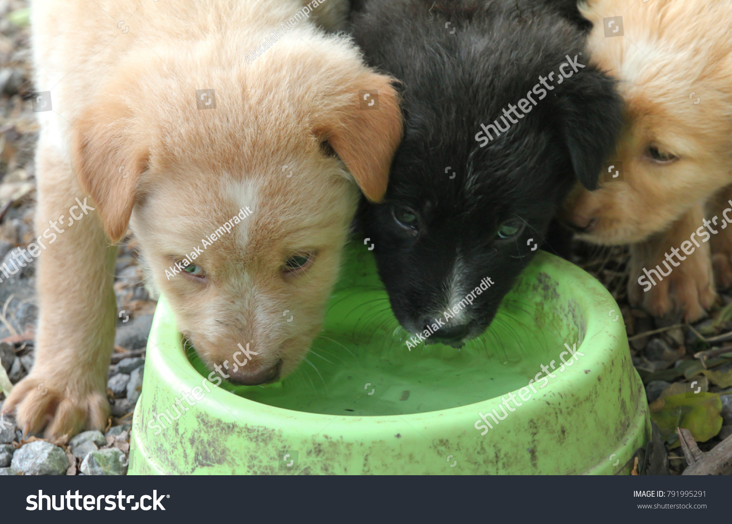 578 Weak Puppies Images, Stock Photos & Vectors | Shutterstock