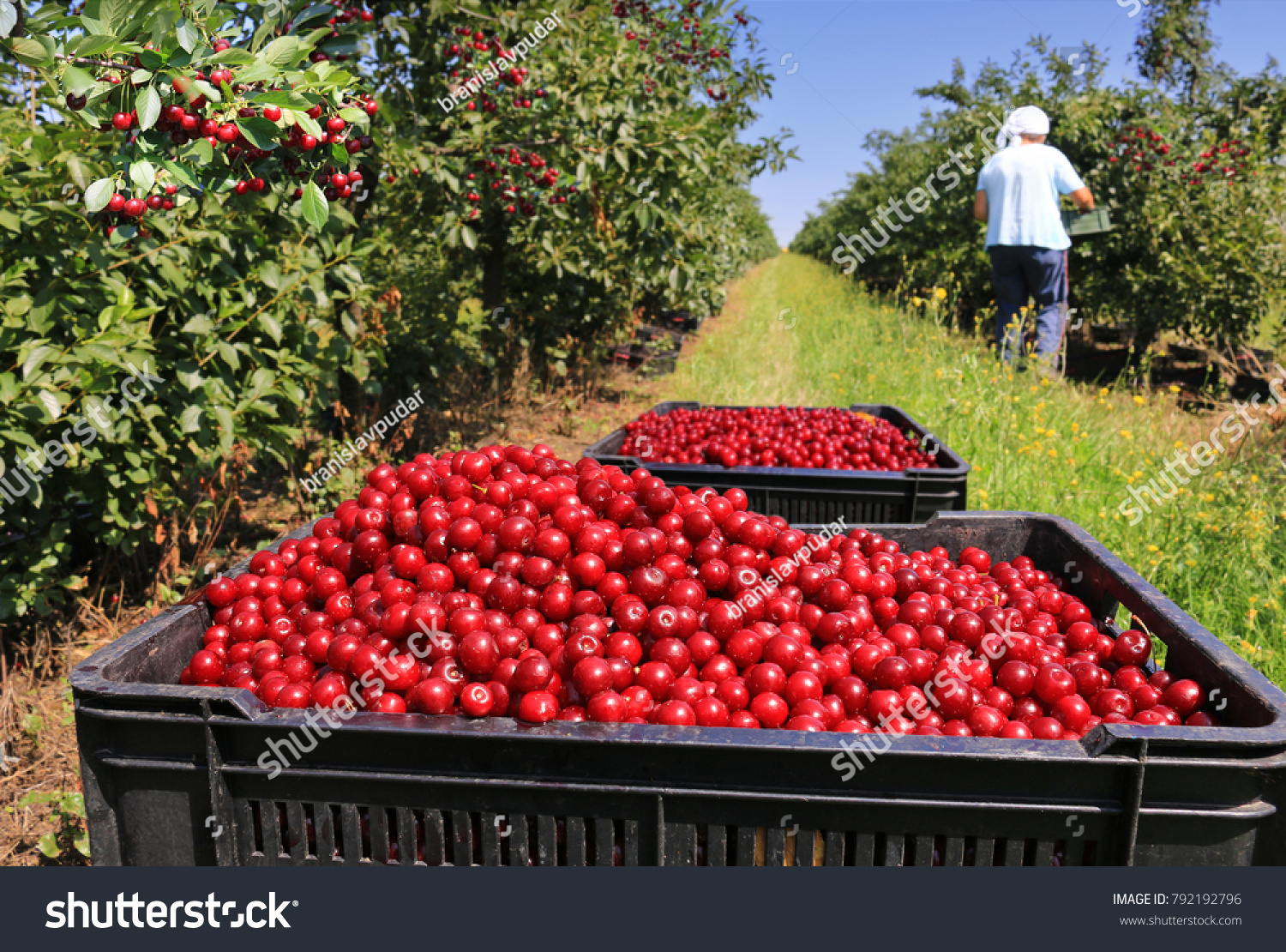 Cherry Harvesting Images Stock Photos Vectors Shutterstock