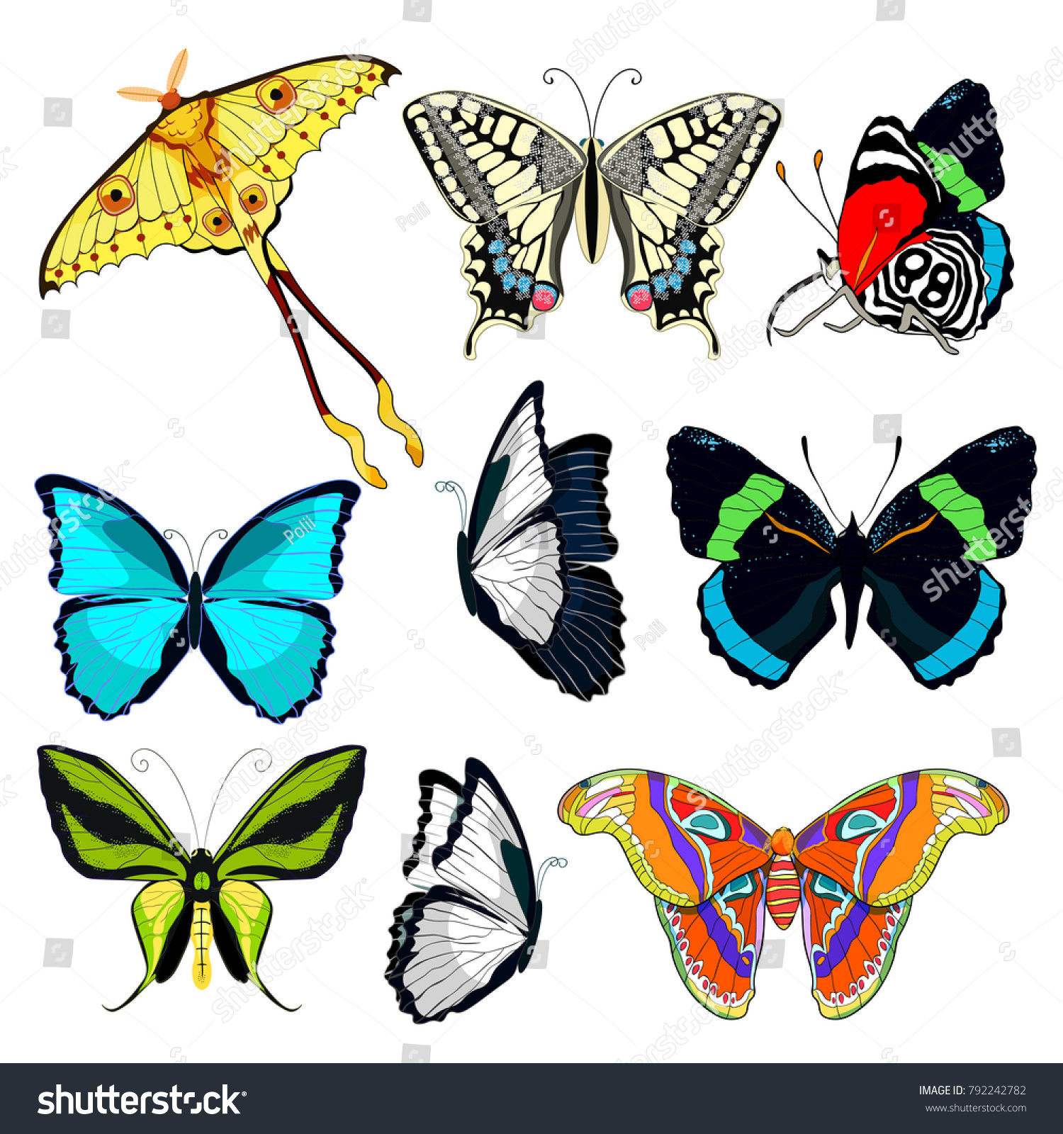 Set Butterfly Ornithoptera Paradisea Wings Bird Stock Vector (Royalty ...