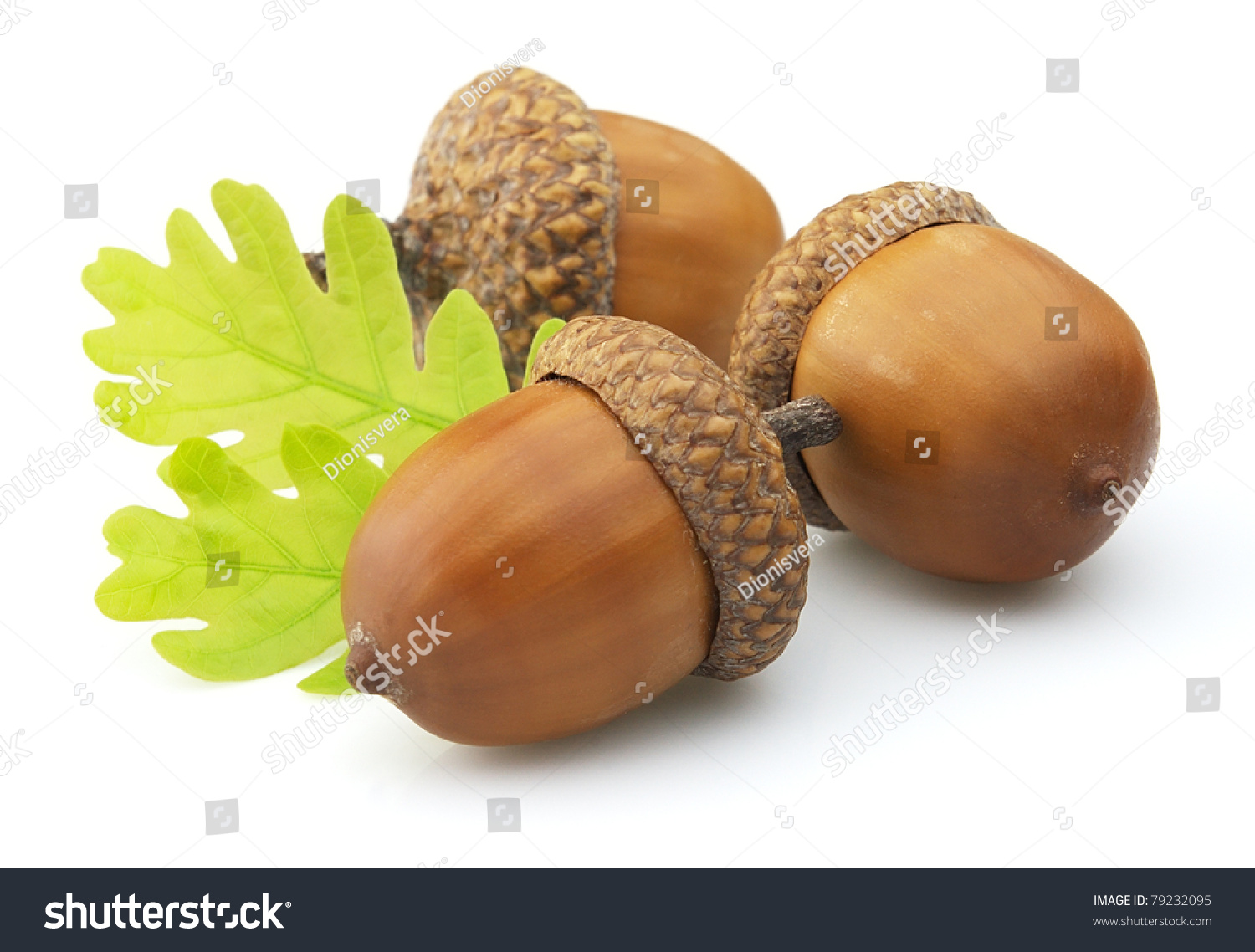 Желуди грибы орехи