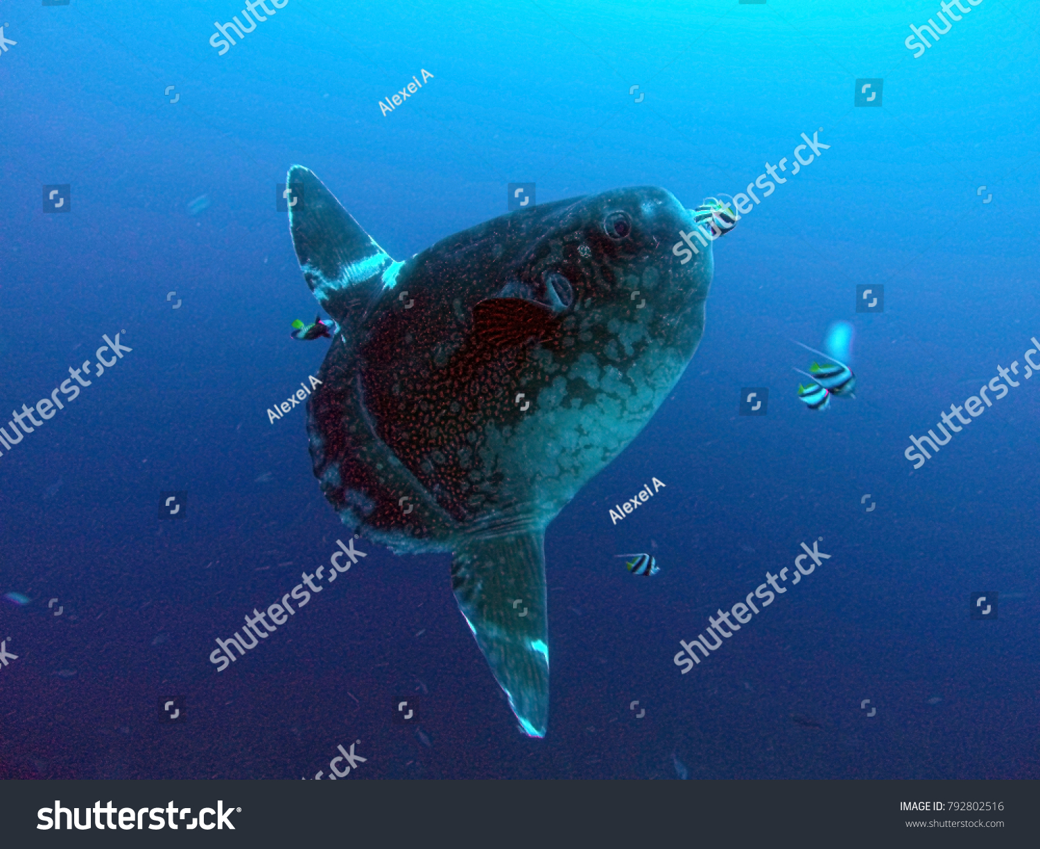 Ocean Sunfish Mola Mola Heaviest Known Stock Photo 792802516 Shutterstock