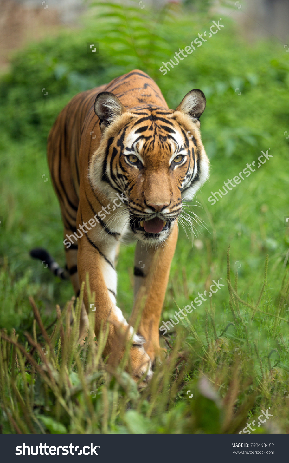 Young Malayan Tiger Female Walk On Stock Photo 793493482 | Shutterstock