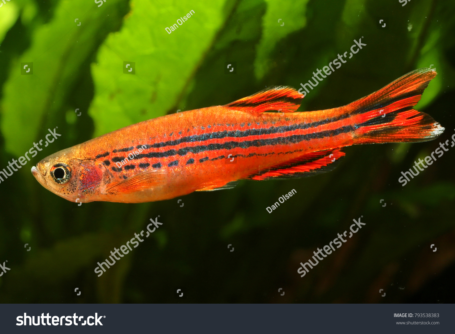 fire ring danio