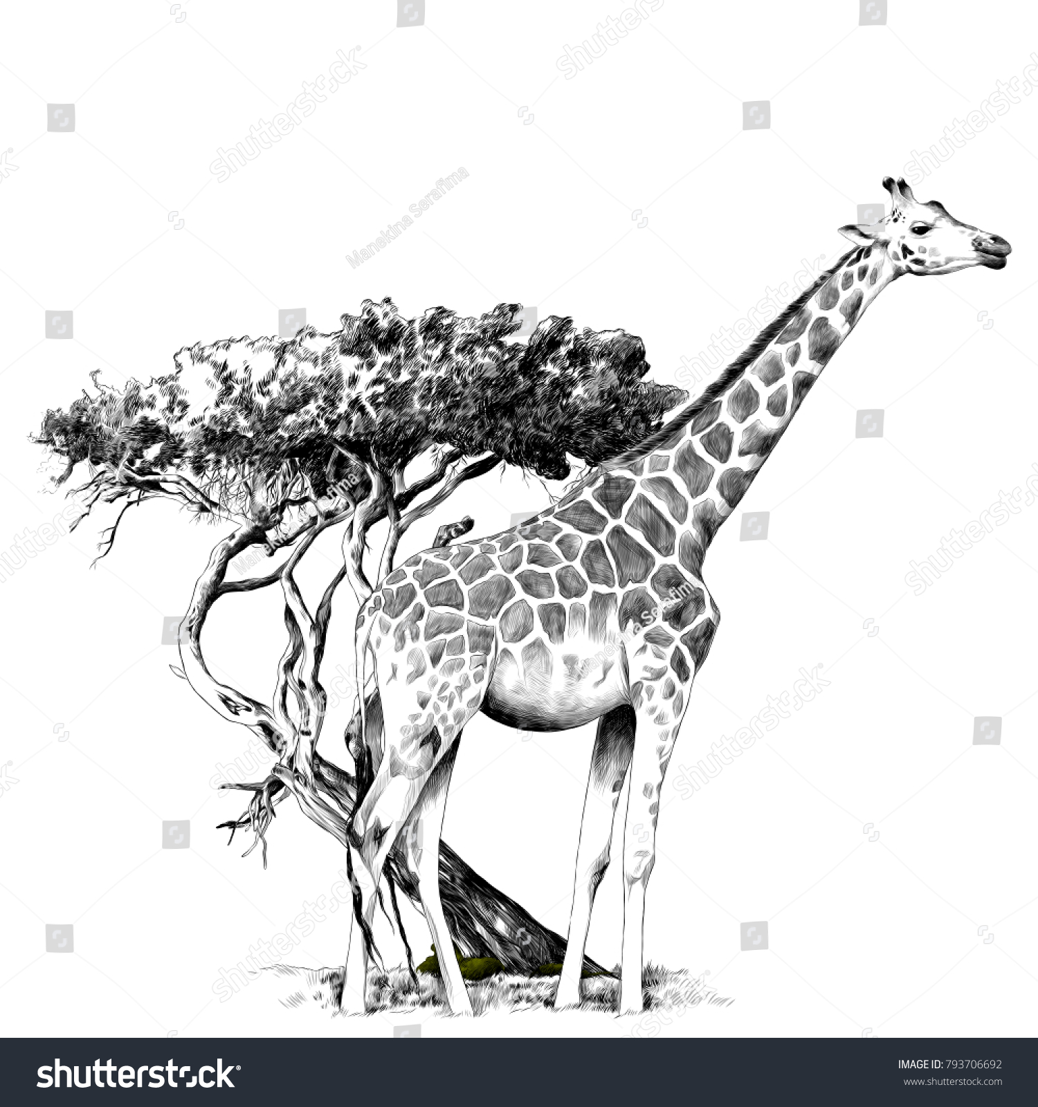 Giraffe Standing Near Tree Sketch Vector Stock Vector (Royalty Free ...