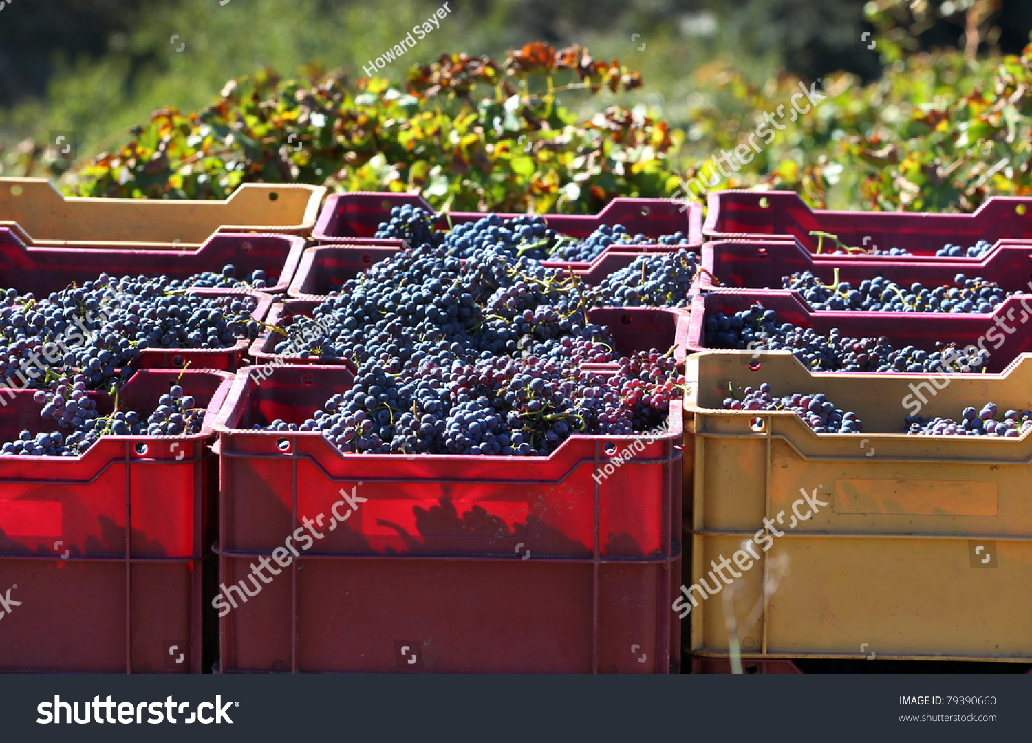 Boxes/picking grape