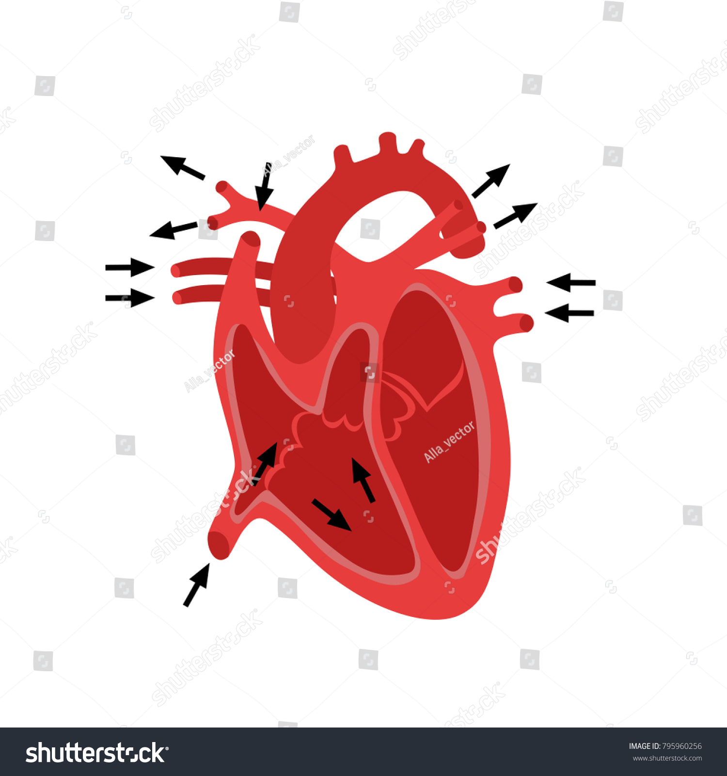 Part Human Heart Anatomy Diastole Systolefilling Stock Vector (royalty 