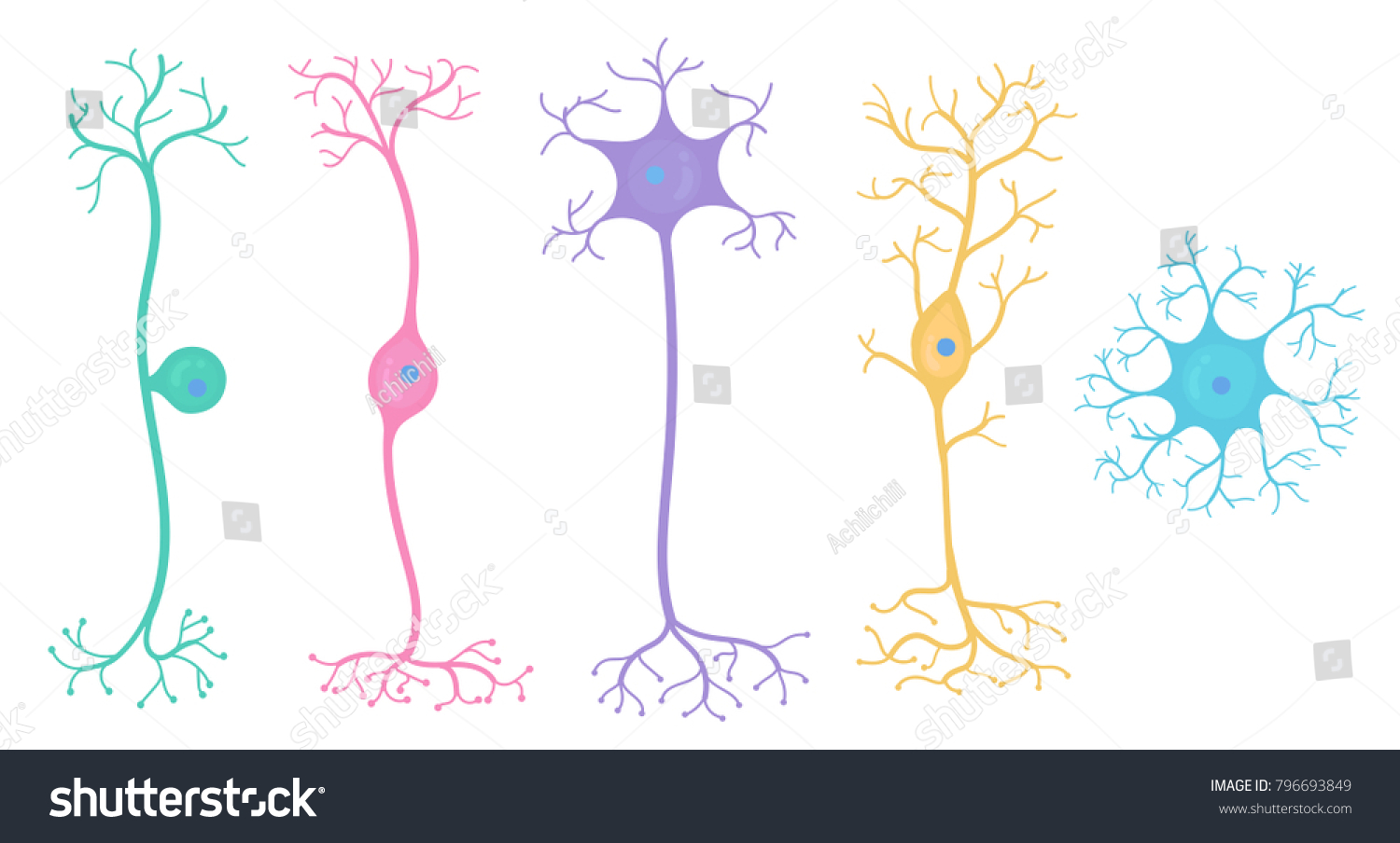 На рисунке изображена нервная клетка. Типы нейронов на картинке нервных клеток. Виды нейронов вектор. Биполярная нервная клетка рисунок. Плакат с нейроном.