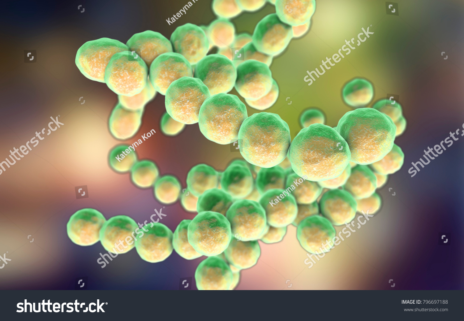 Bacteria Peptococcus Anaerobic Grampositive Cocci They Stock ...