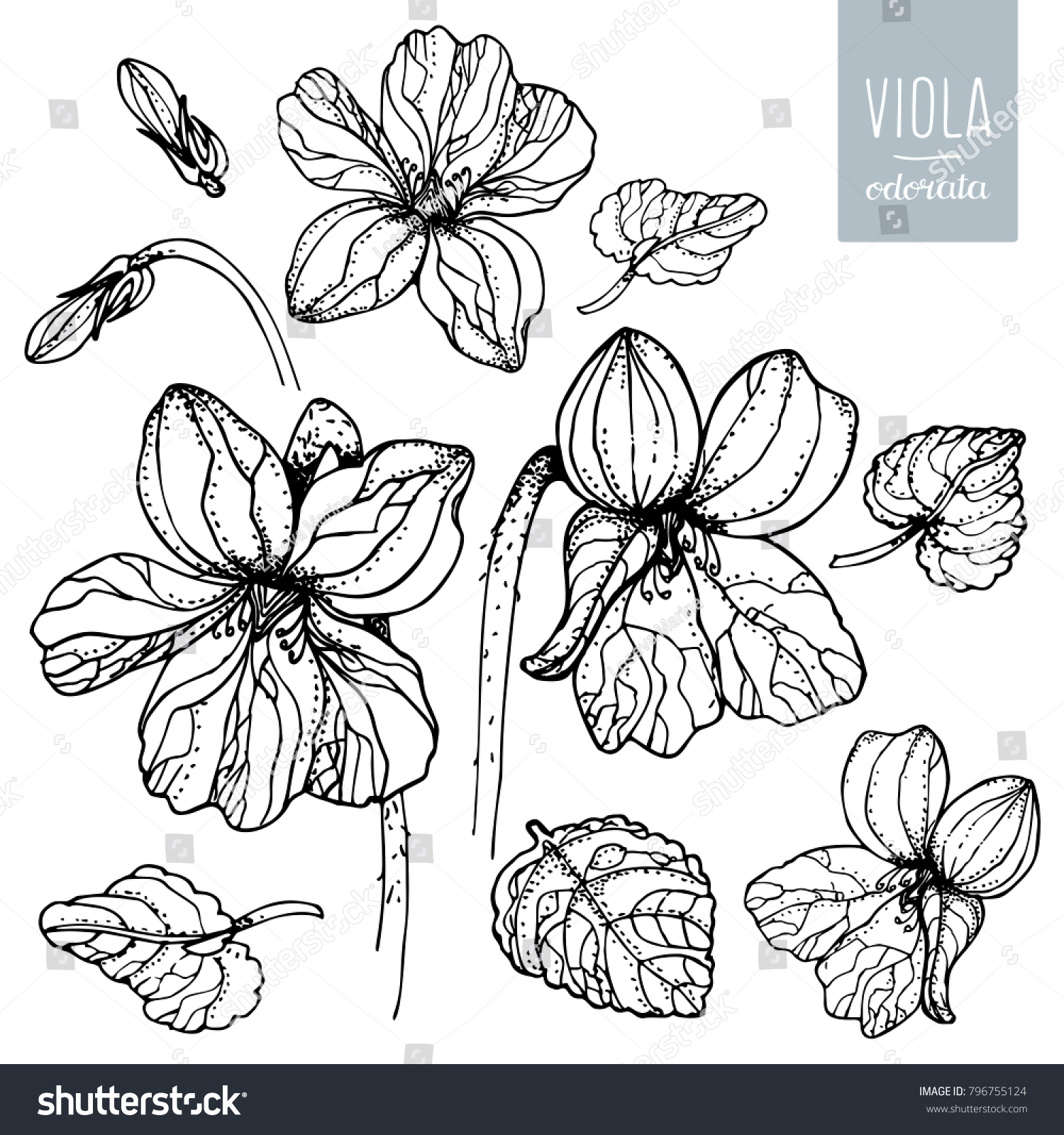 Flower Viola Odorata Floral Set Flowers Stock Vector (Royalty Free ...