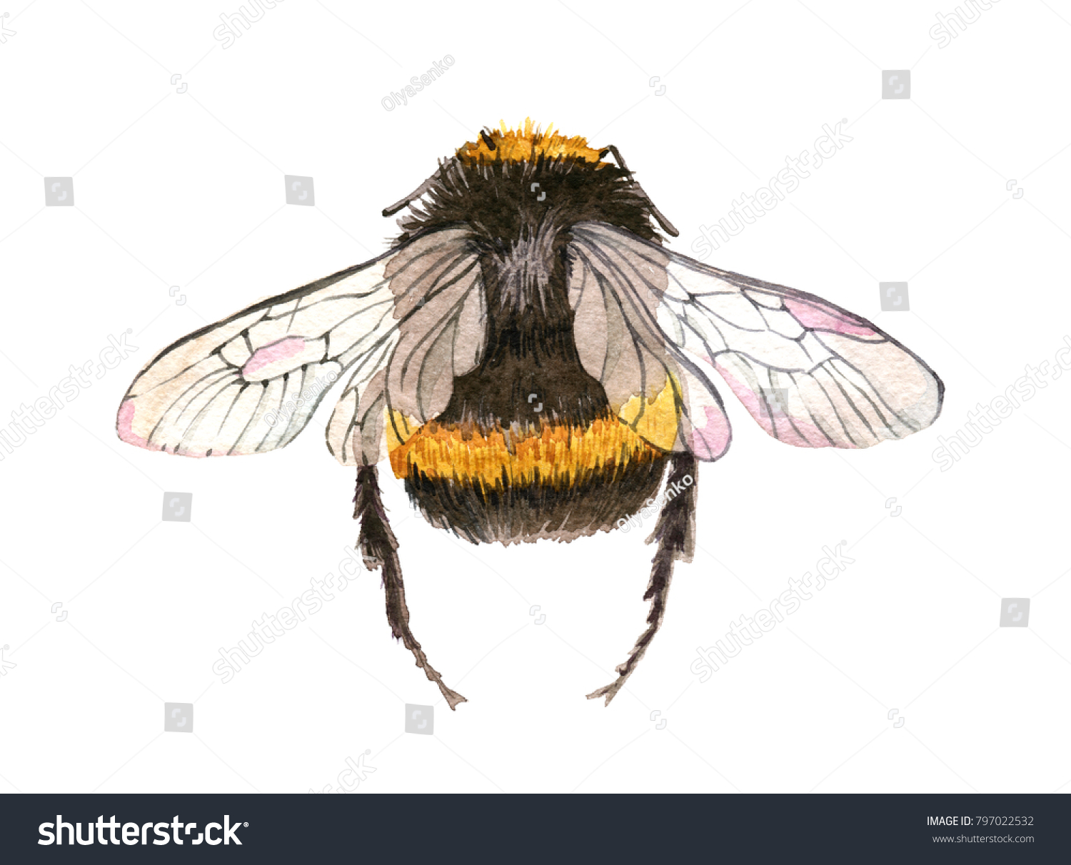 Botanical Illustration Drawn Details Bumblebee Stock Illustration ...