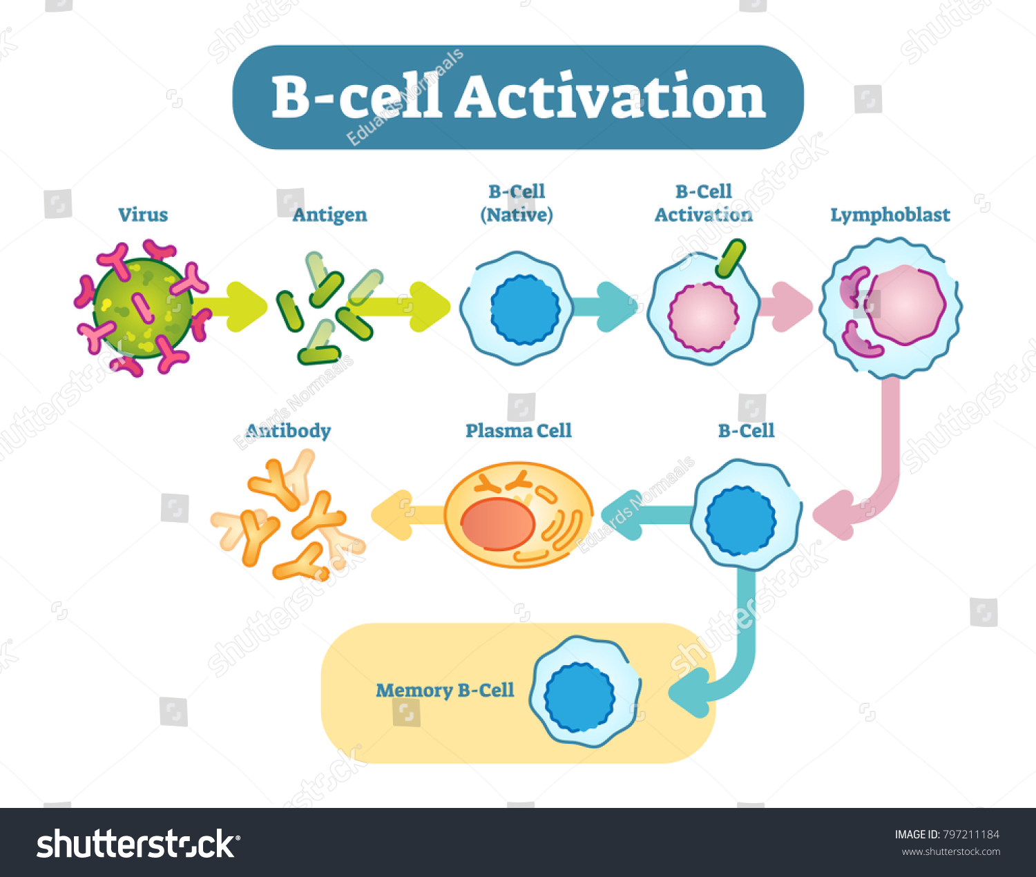 B Cells Known B Lymphocytes Type Stock Vector (Royalty Free) 797211184 ...