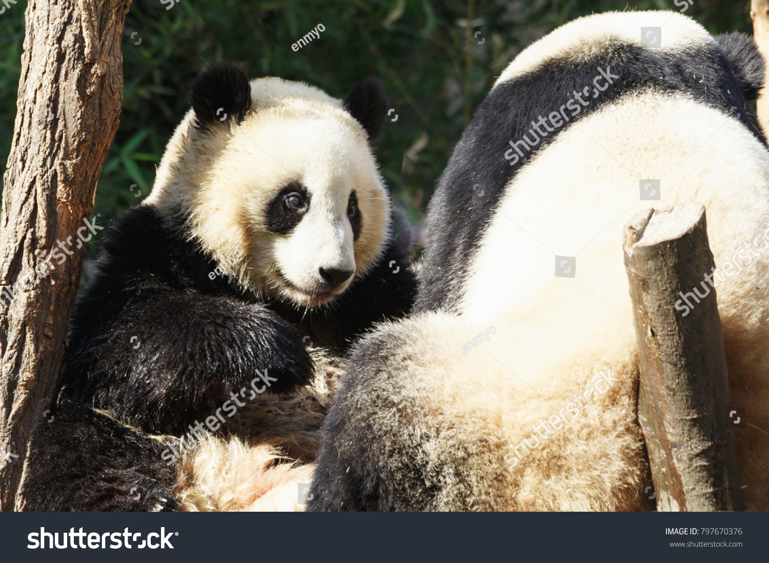 Two Pandas Hugging Frolic Together Stock Photo 797670376 | Shutterstock