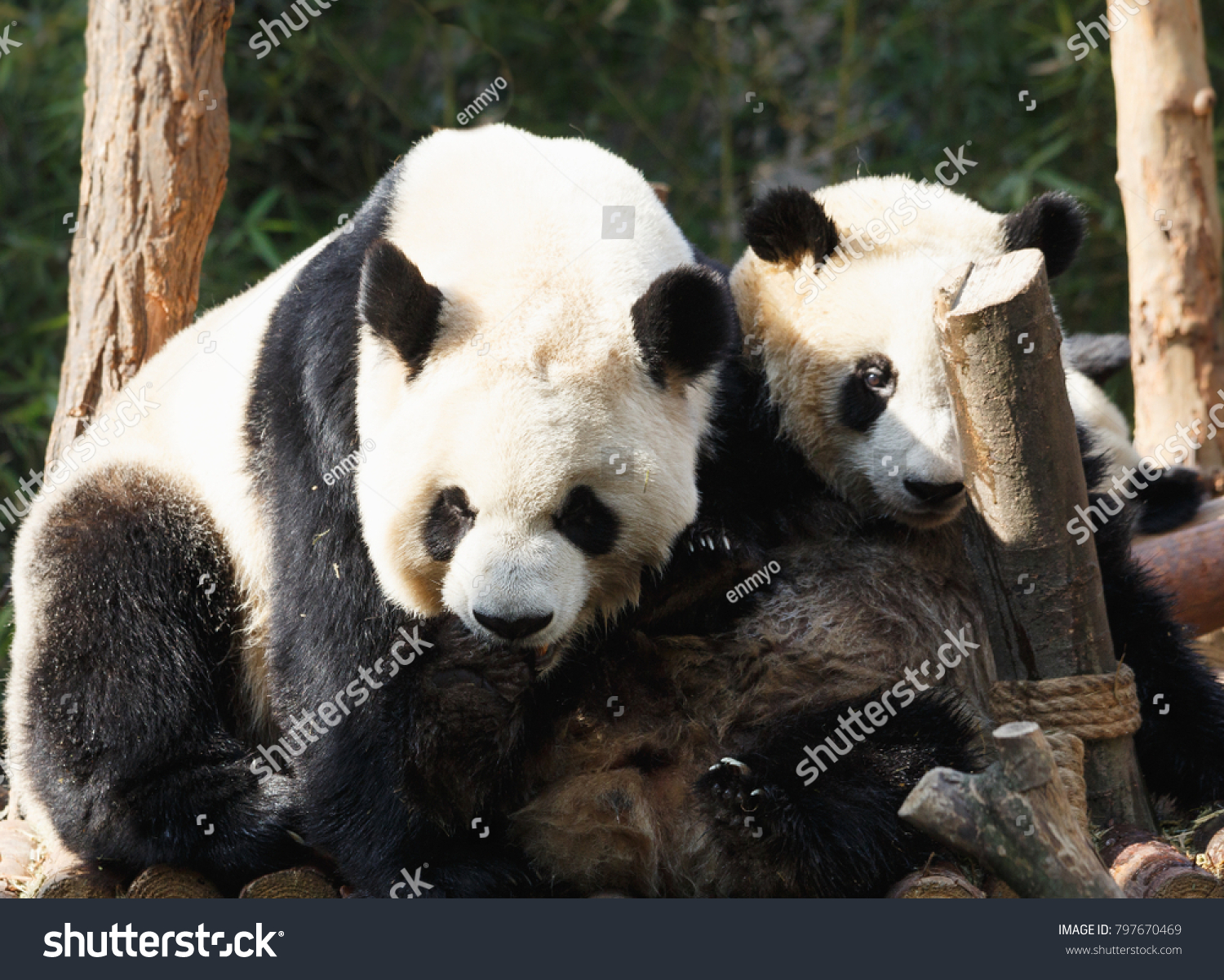 Two Pandas Hugging Frolic Together Stock Photo 797670469 | Shutterstock