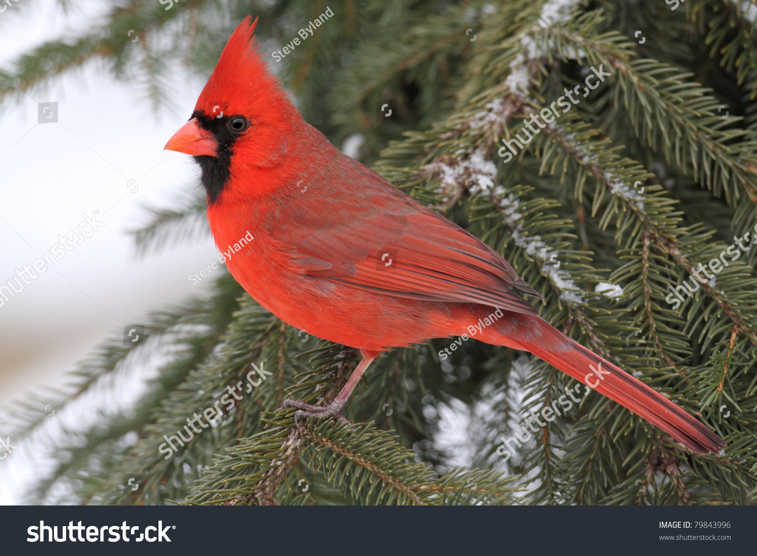 Male Northern Cardinal Cardinalis Cardinalis On Stock Photo 79843996 ...