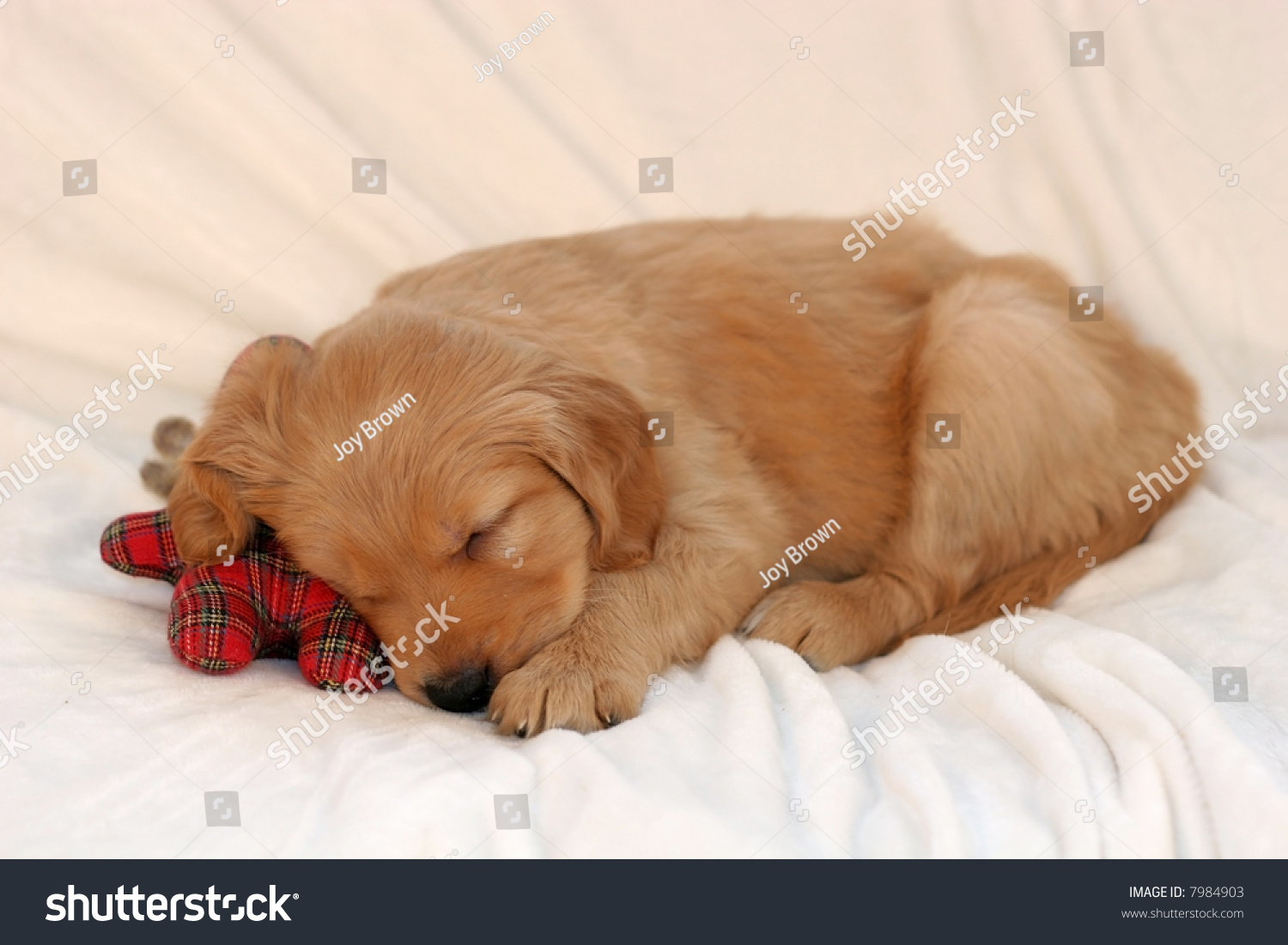 how long do golden retriever puppies sleep