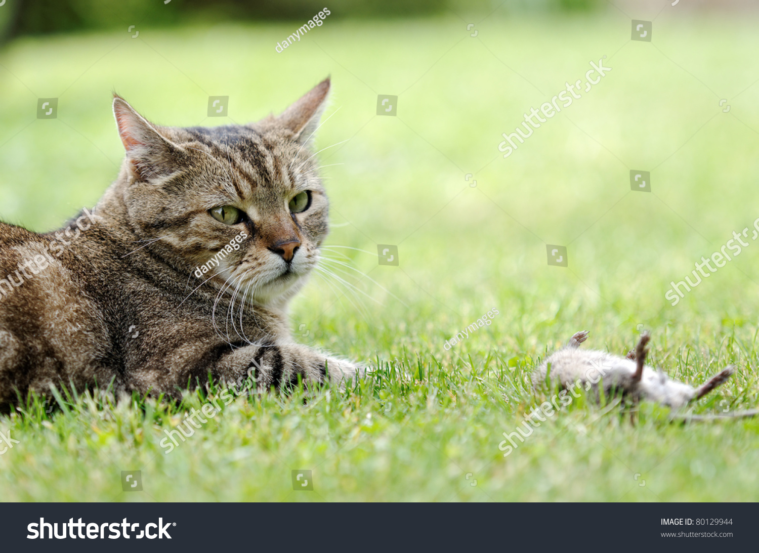 Cat Prey Stock Photo 80129944 Shutterstock