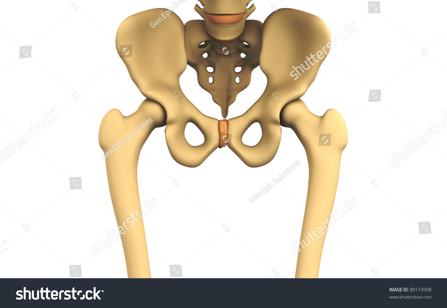 Кости тазобедренного сустава