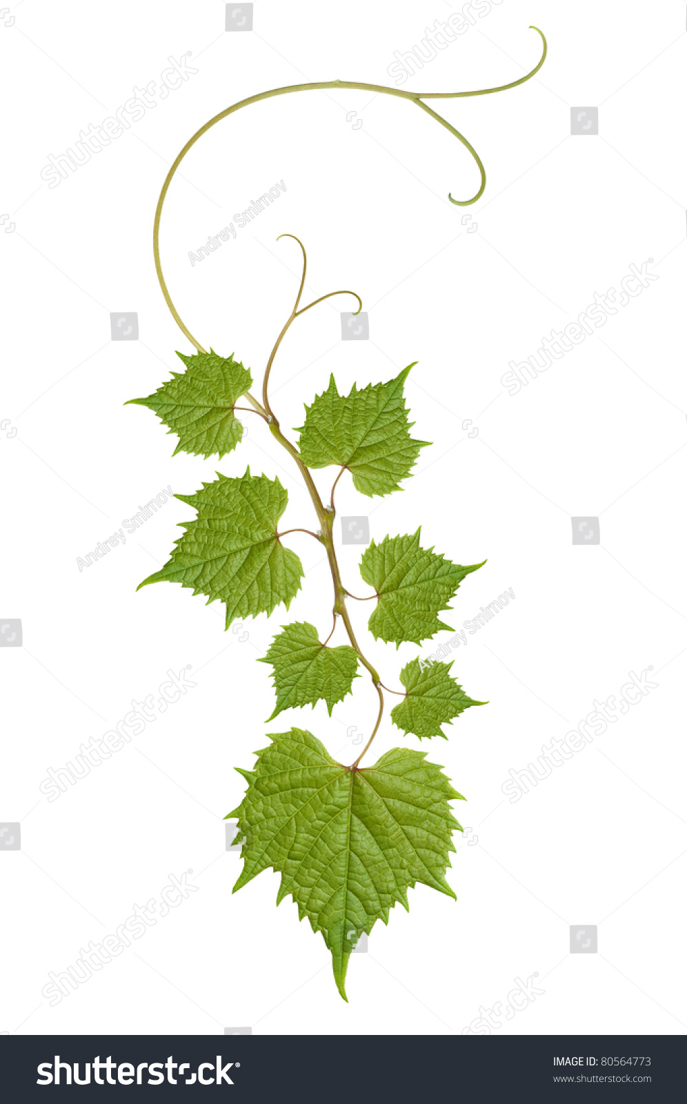 Листья винограда для принта