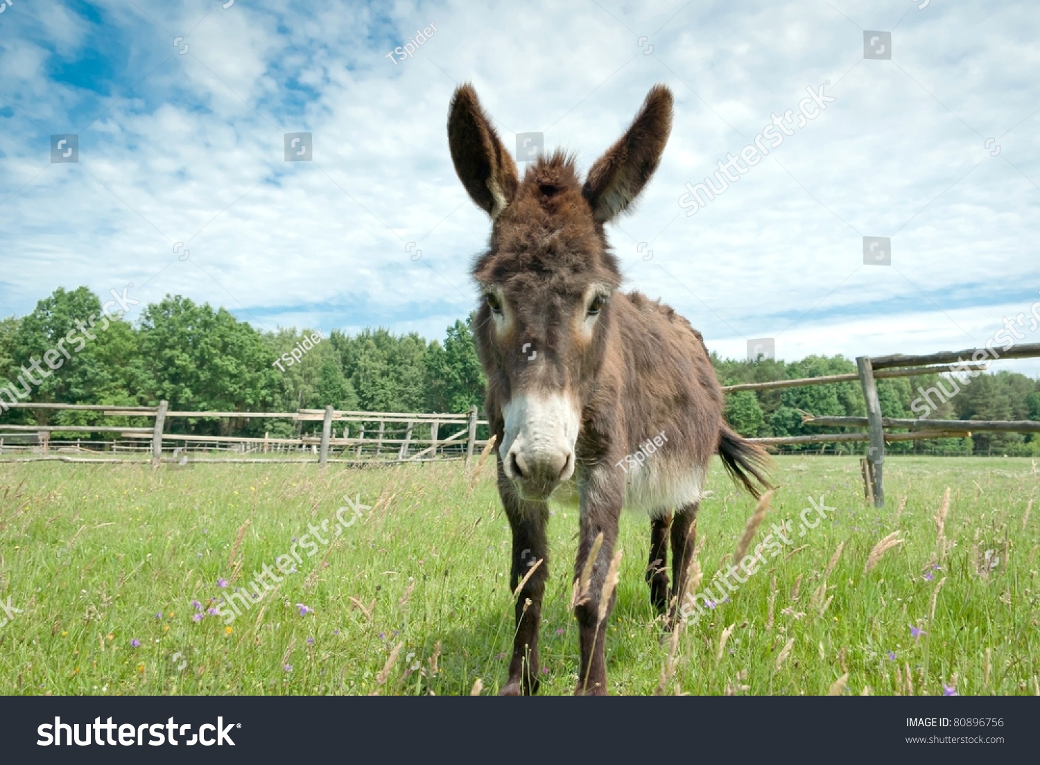 Donkey Field Sunny Day Animals Series Stock Photo 80896756 S