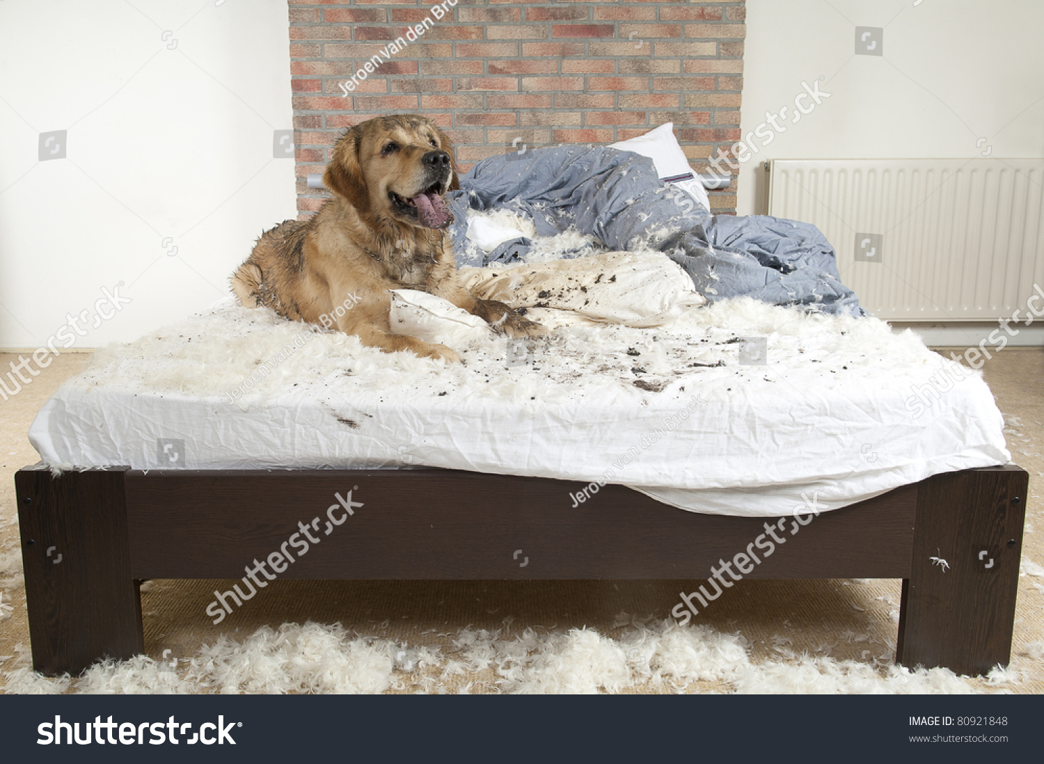 собака пописала на кровать