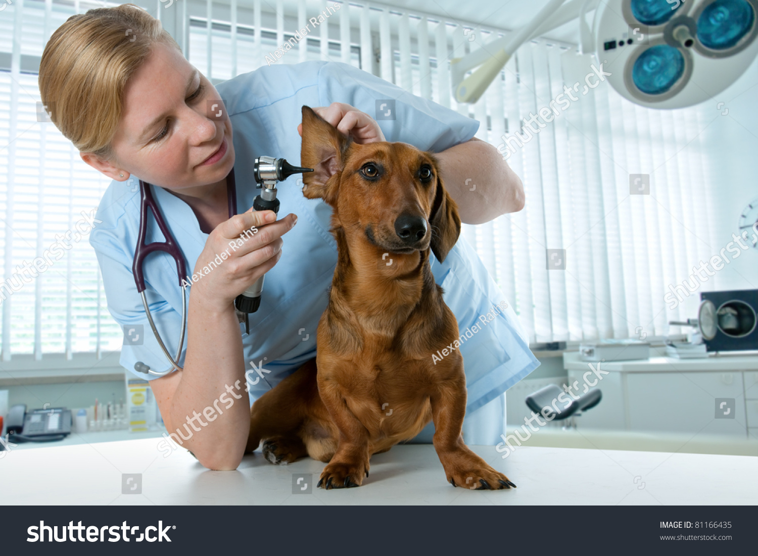 Профессия ветеринар в будущем