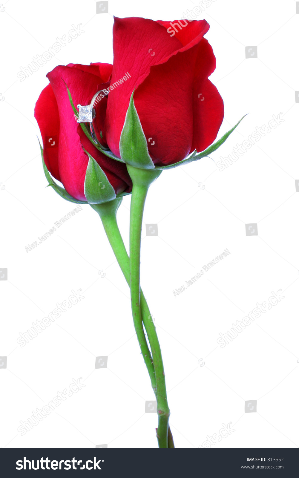 6917 2 Roses Stem Images Stock Photos And Vectors Shutterstock