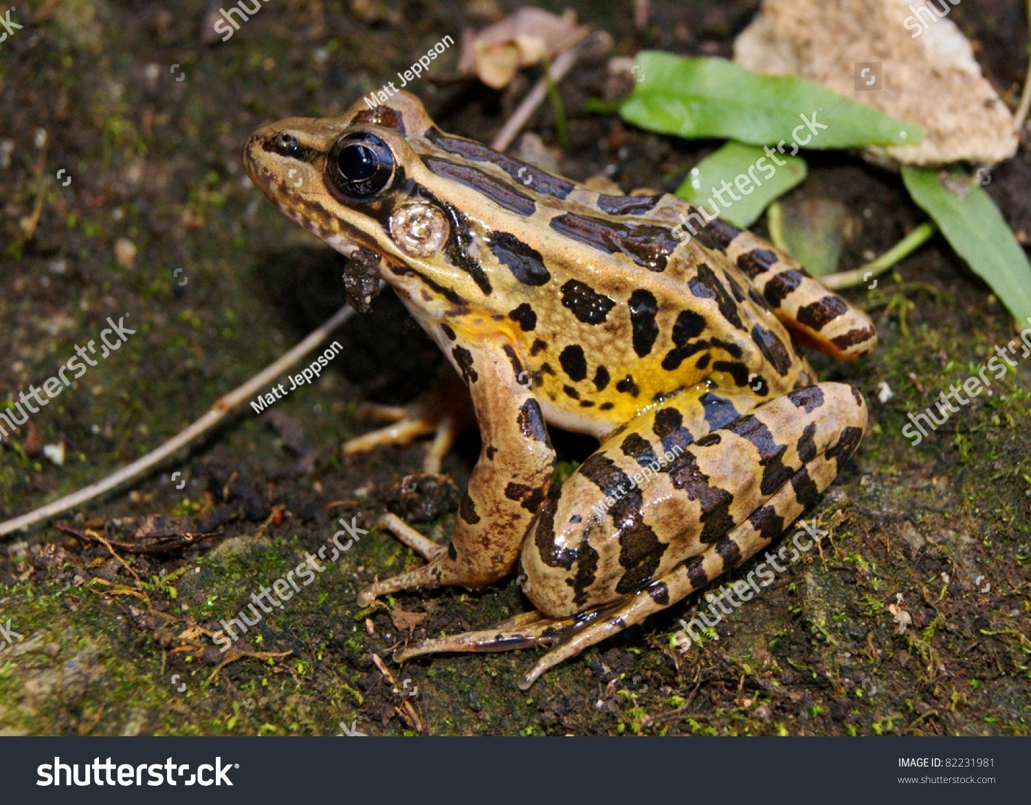 pickerel frog vs leopard frog