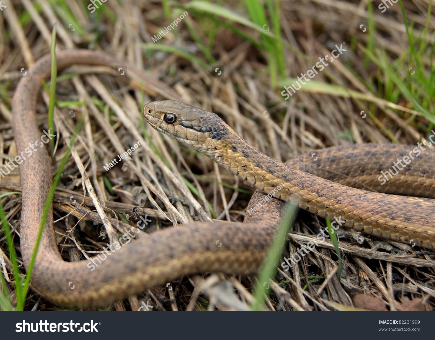 Wandering Garter Snake Thamnophis Elegans Vagrans Stock Photo 82231999 ...