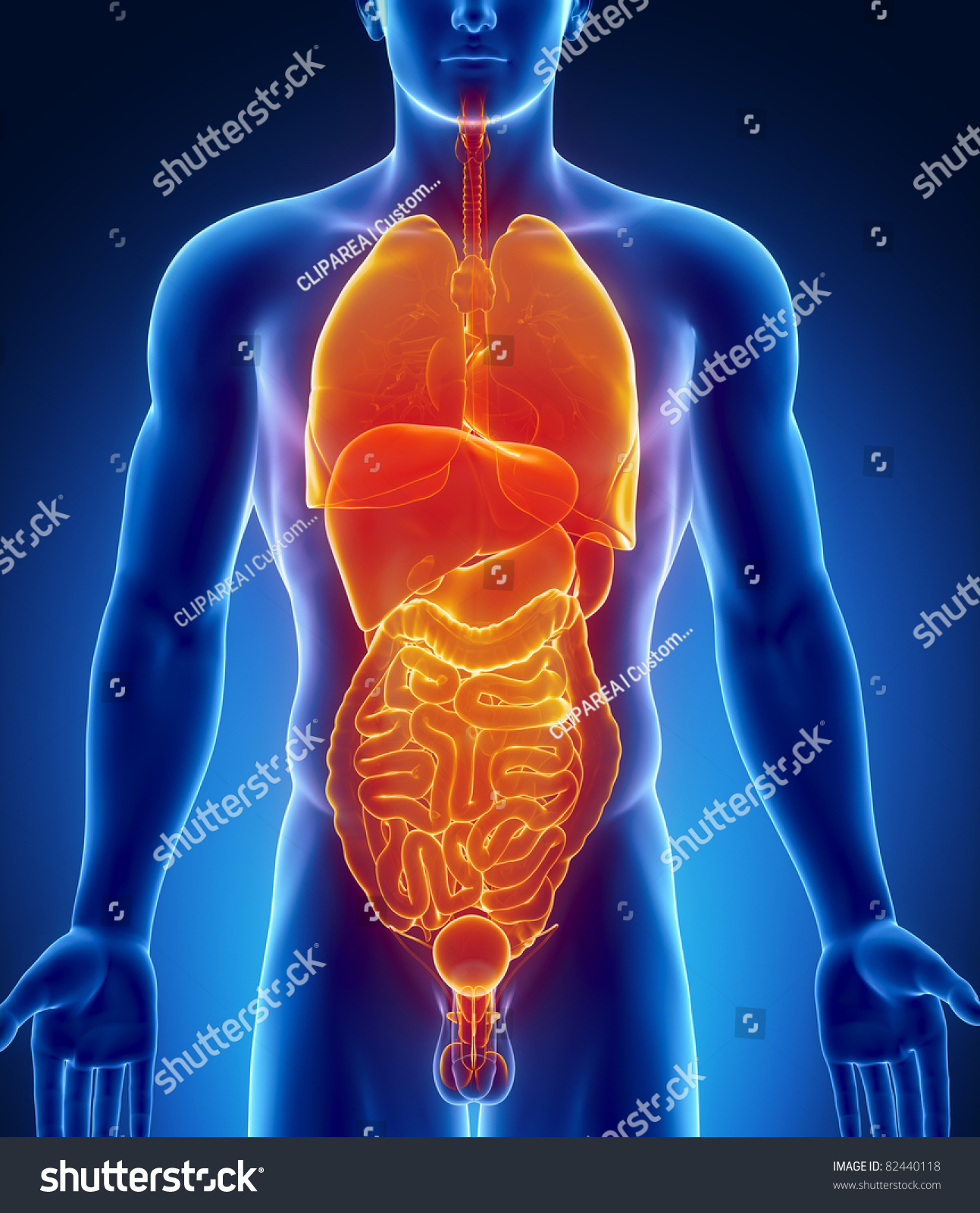 Male Abdominal Thorax Organs Stock Illustration 82440118 | Shutterstock