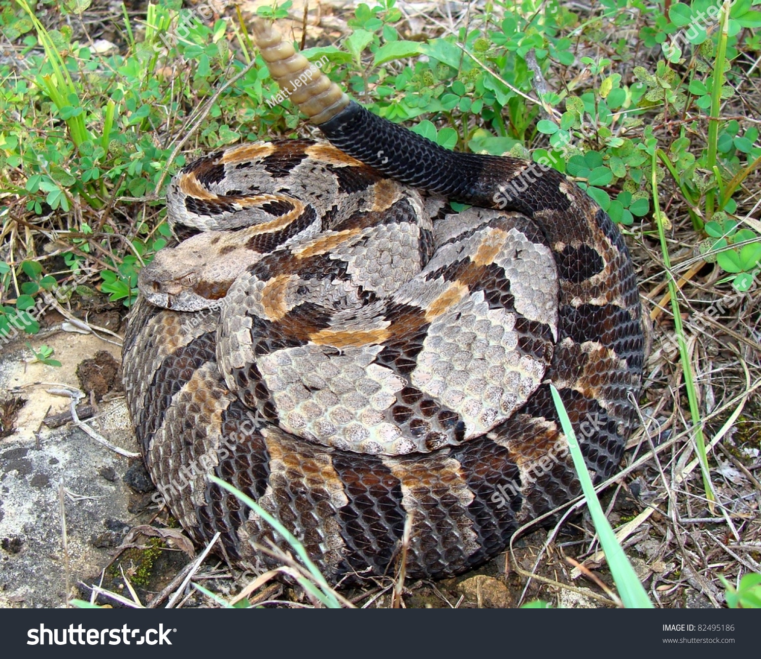 Timber Rattlesnake Crotalus Horridus Stock Photo 82495186 | Shutterstock