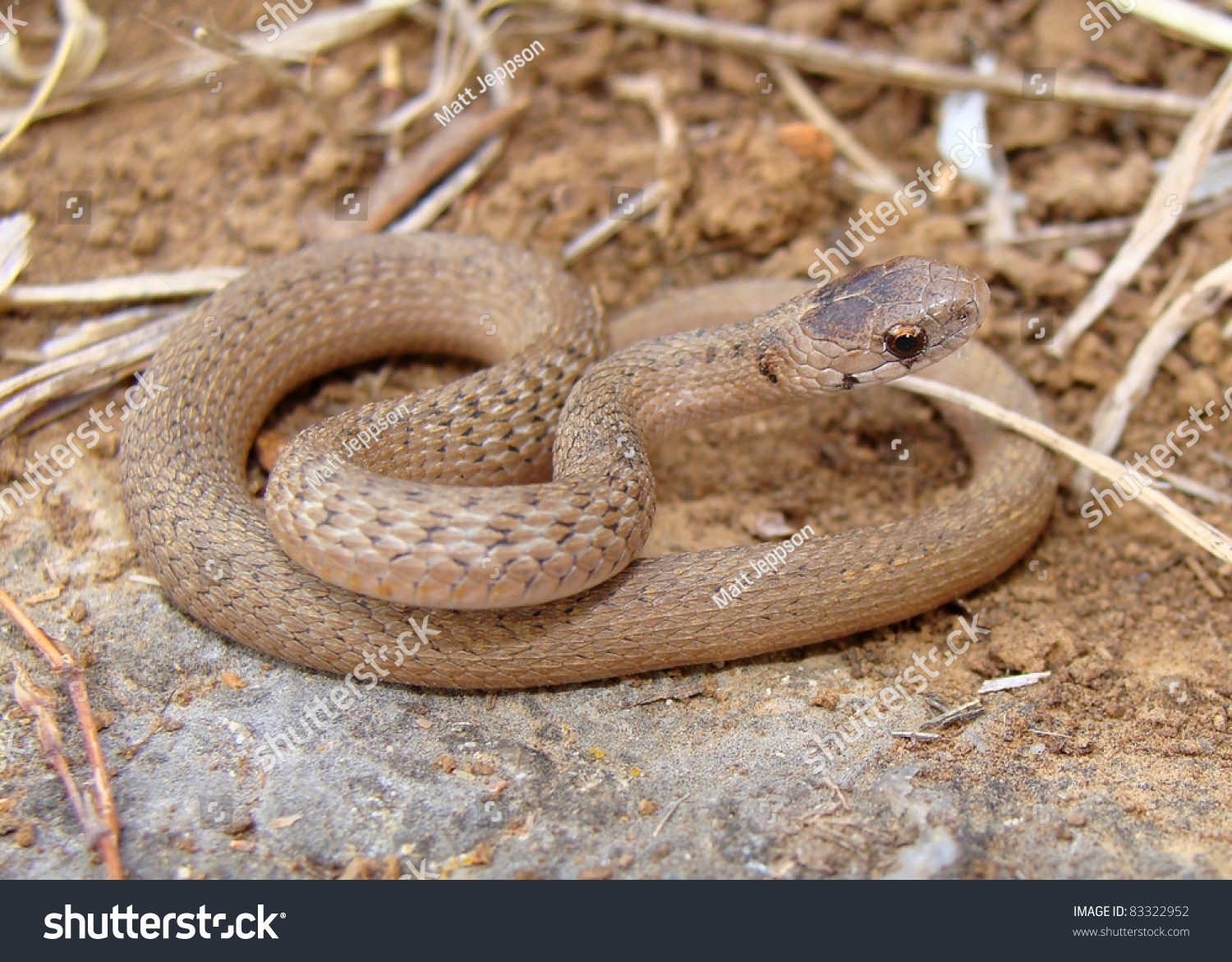 Змея гадюка коричневая
