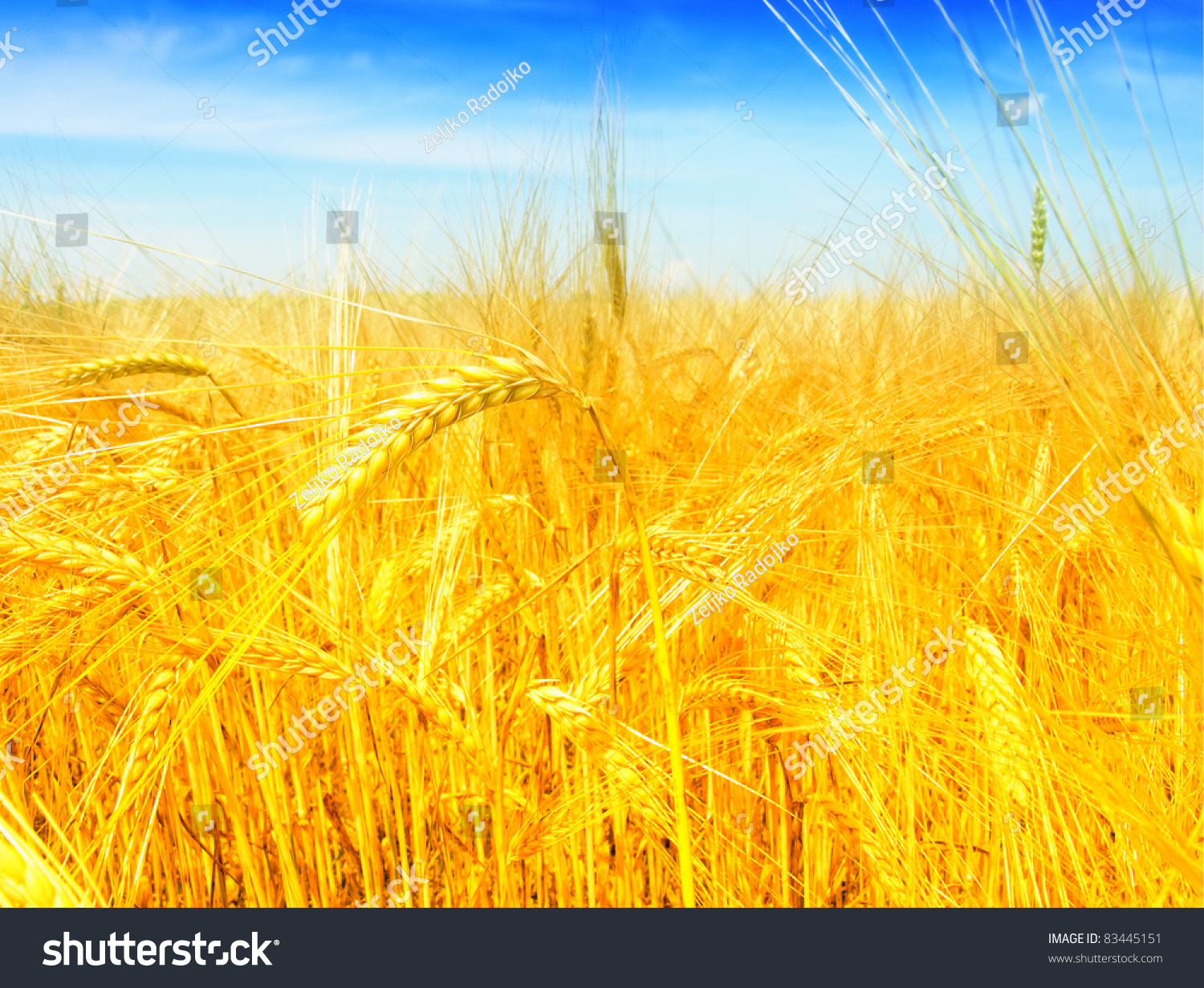 Хлебное поле осенью