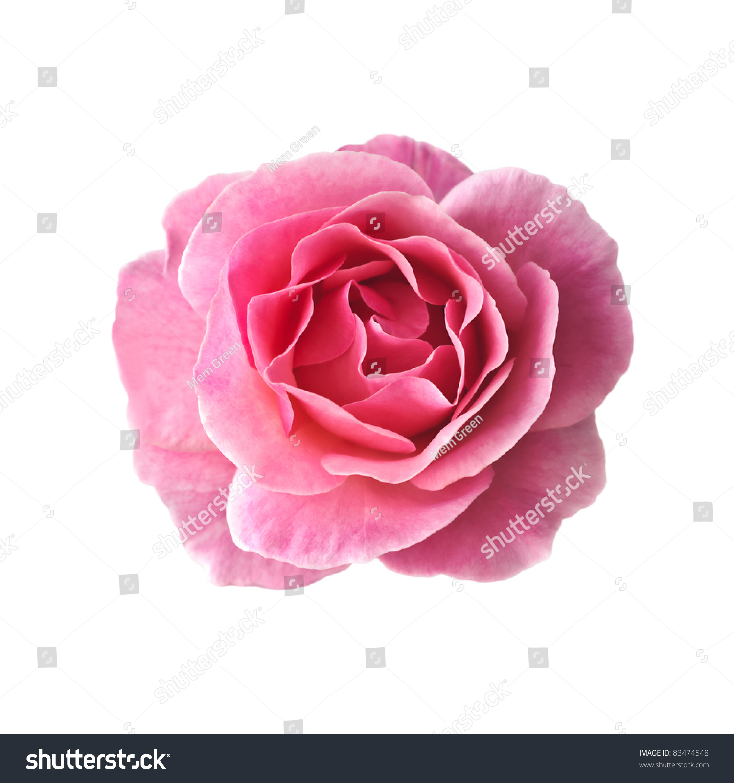 Дамасская роза на белом фоне