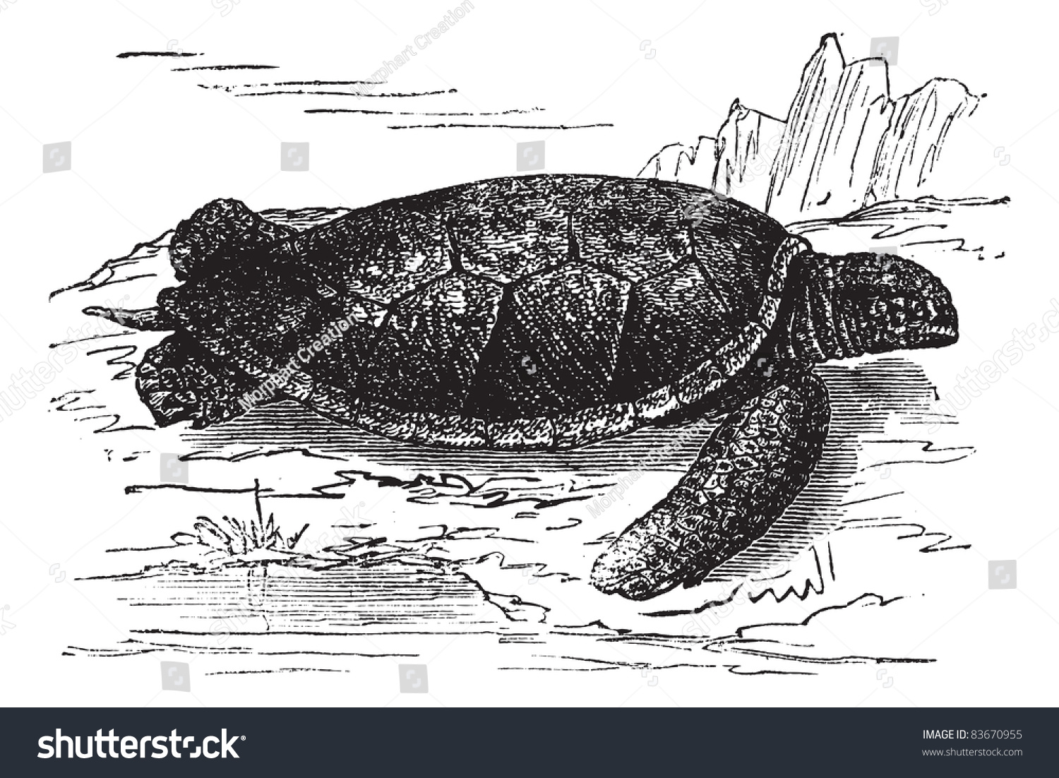 Green Sea Turtle Chelonia Mydas Vintage Stock Vector (Royalty Free ...