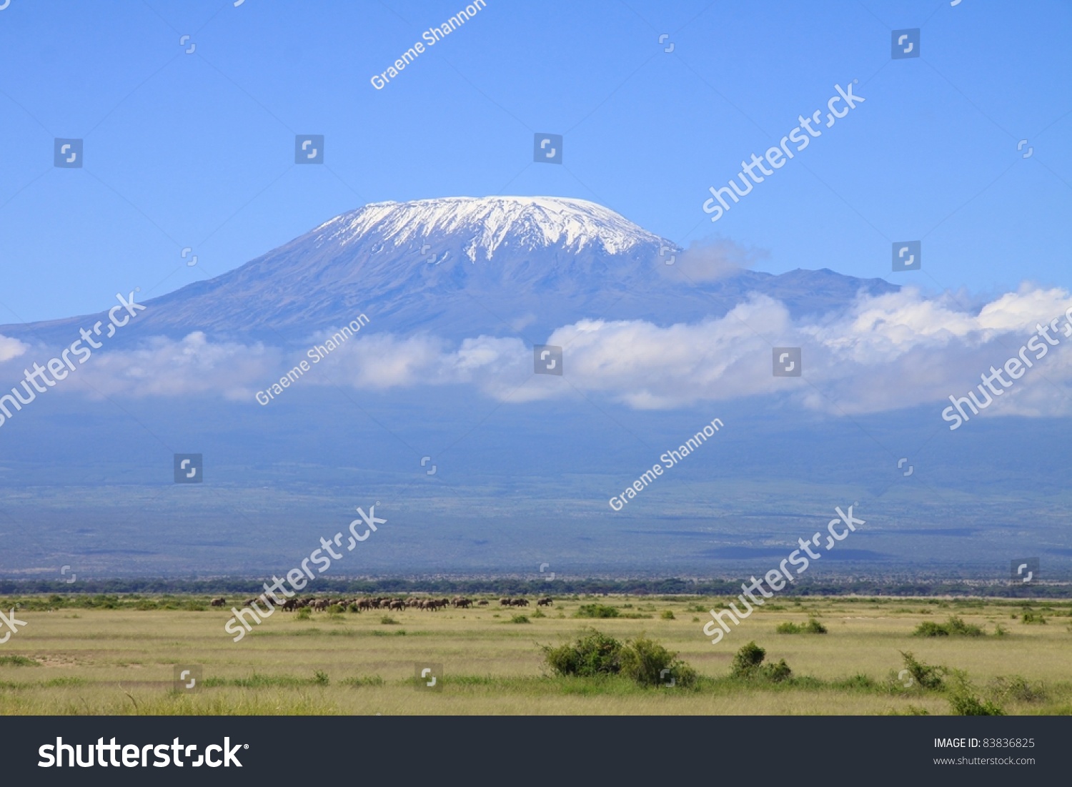 Very Large Herd Elephants Move Into Stock Photo 83836825 | Shutterstock