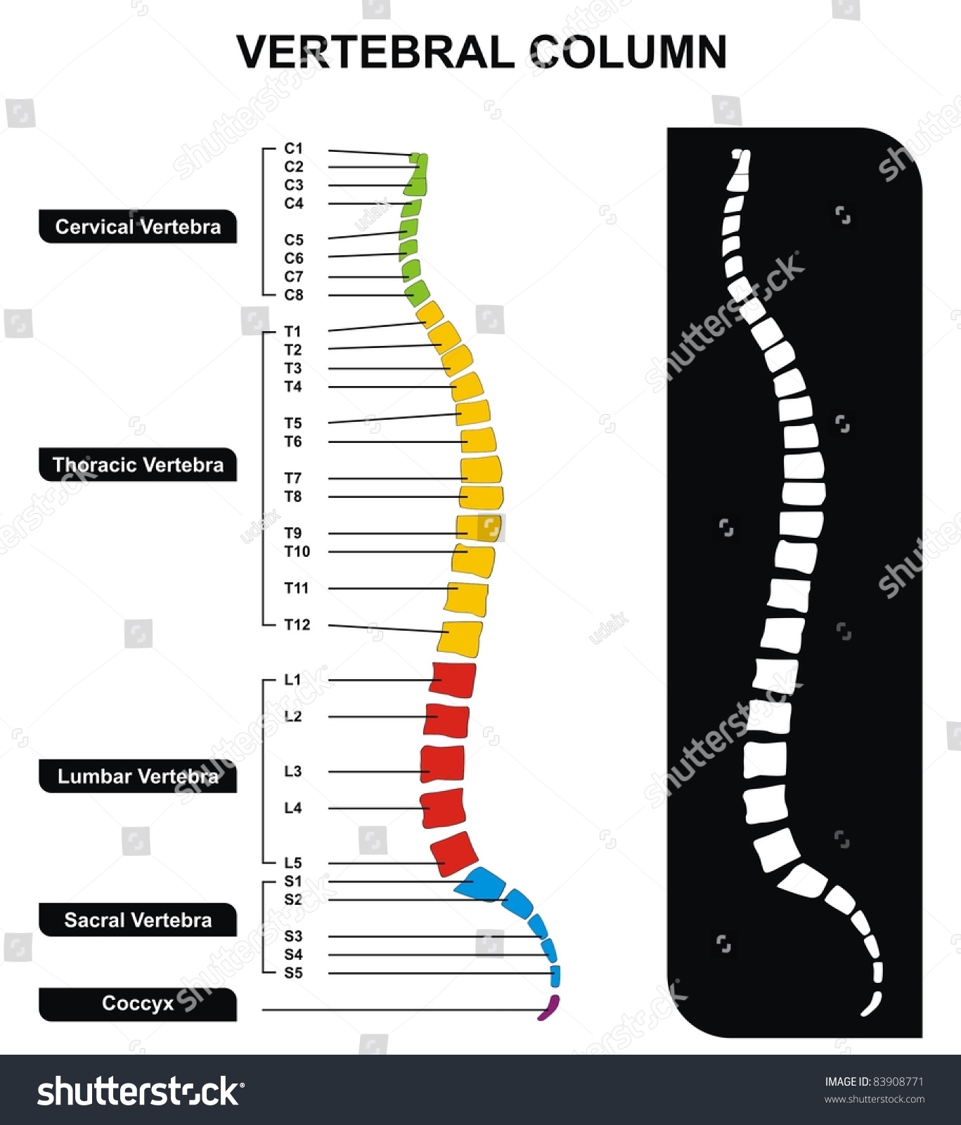 Vertebral Column Spine Diagram Including Vertebra Foto Stock 83908771 ...