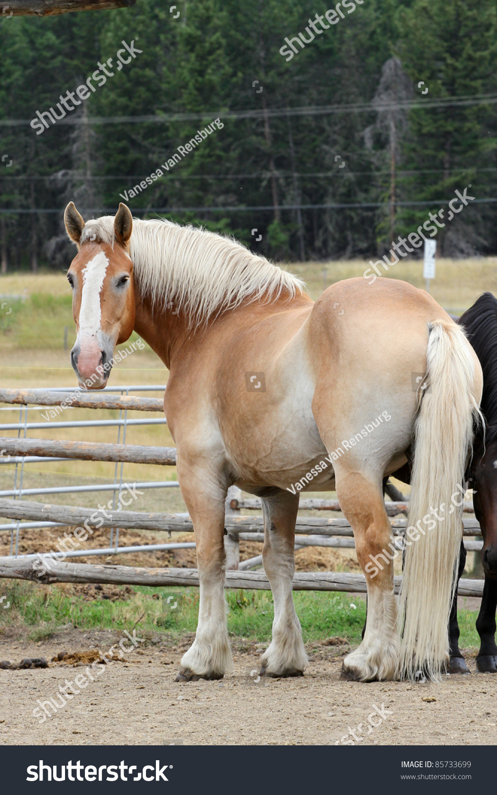 beautiful dark brown horse