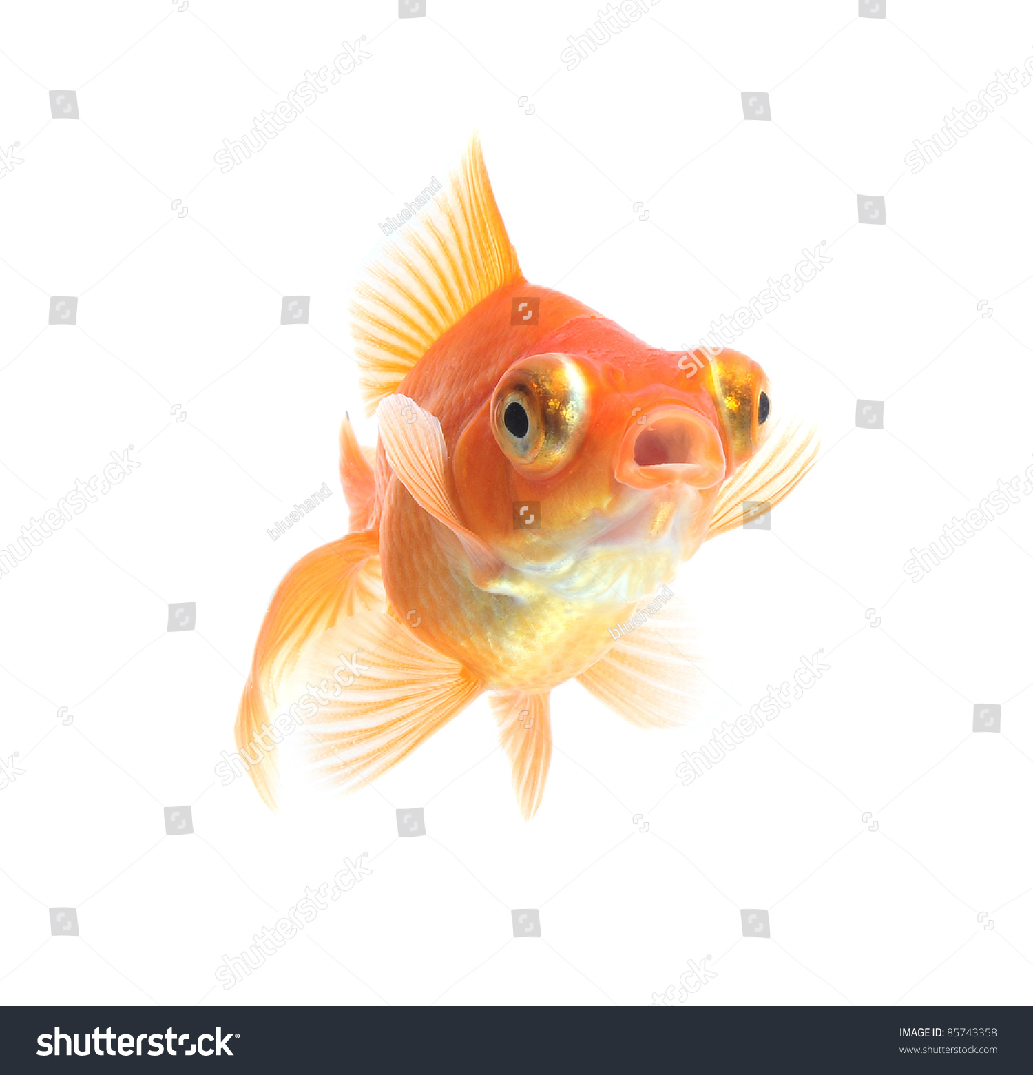 Dragon Eye Goldfish Isolated On White Stock Photo 85743358 | Shutterstock