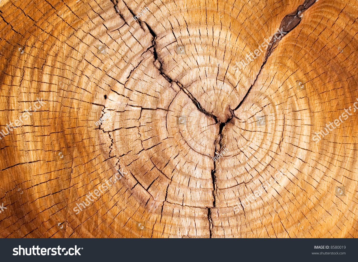Срез дерева вертикальный