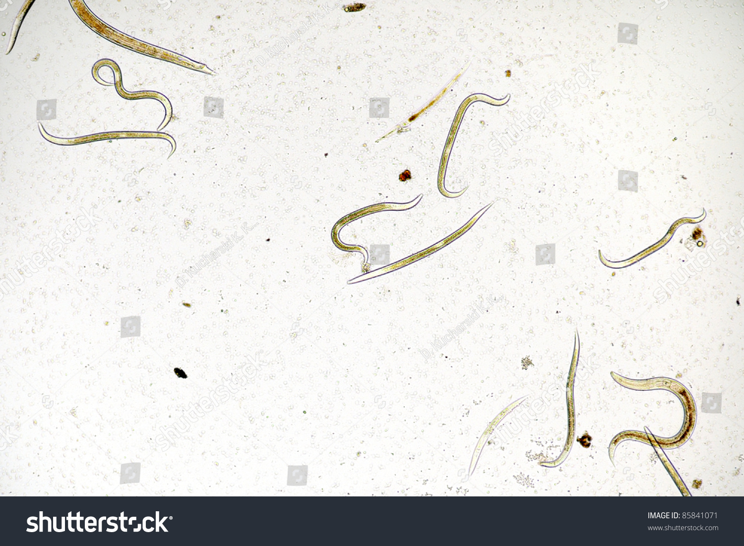 Черные черви в воде. Нематоды паразитические черви. Аскариды острицы нематоды. Черные червячки острицы.