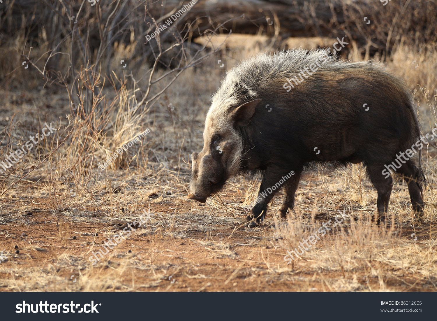 2-501-african-bush-pig-images-stock-photos-vectors-shutterstock