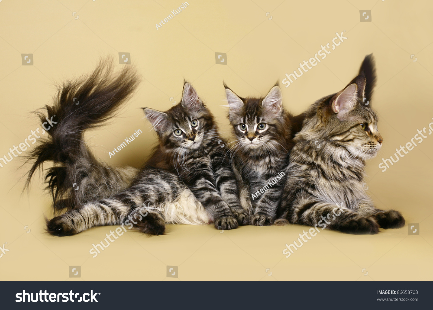 Кошка Мейн кун с котятами