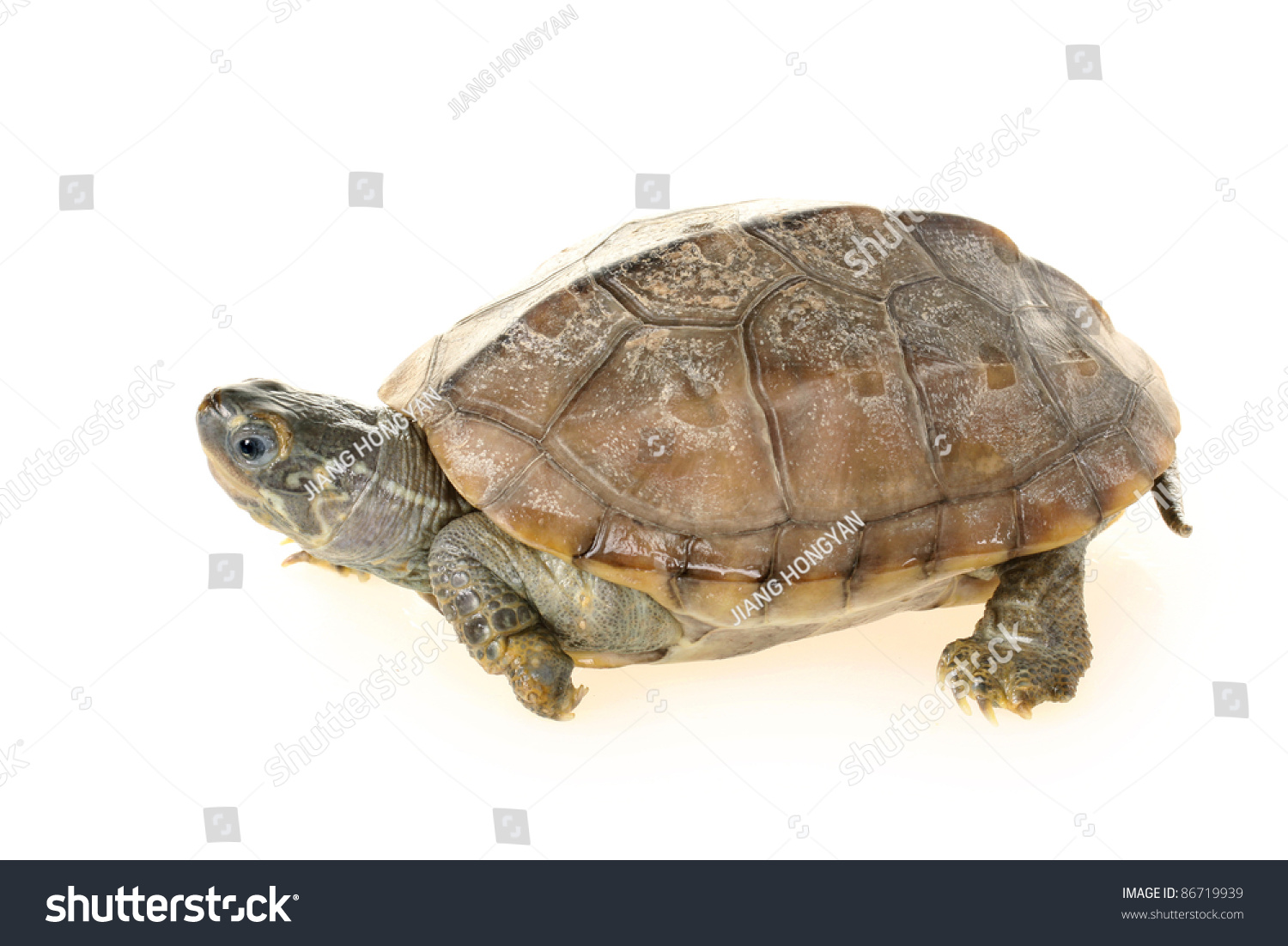 Animal Turtle Tortoise Isolated White Background Stock Photo 86719939 ...