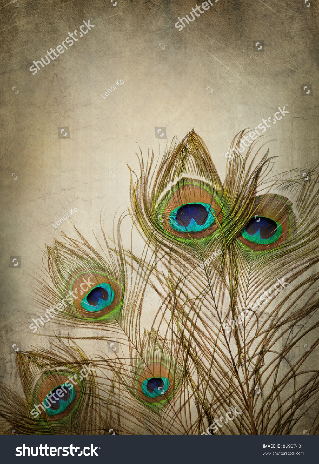 Peacock Stock Illustration 86927434 | Shutterstock