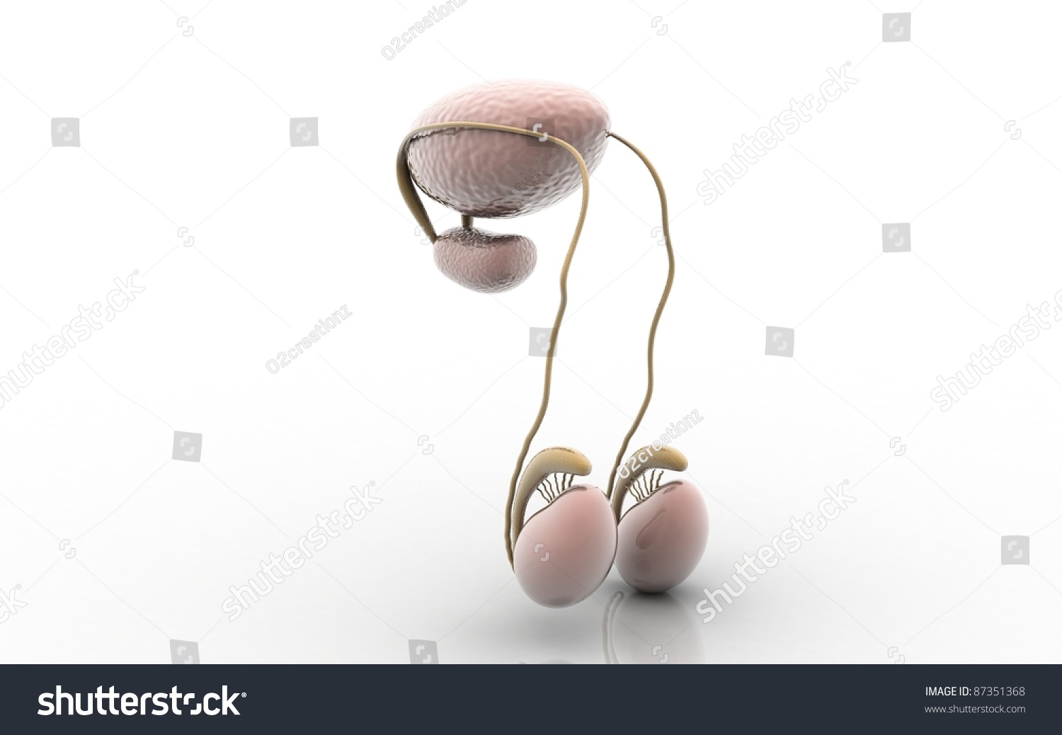 3d Rendered Testicles Isolated On White Stock Illustration 87351368 Shutterstock