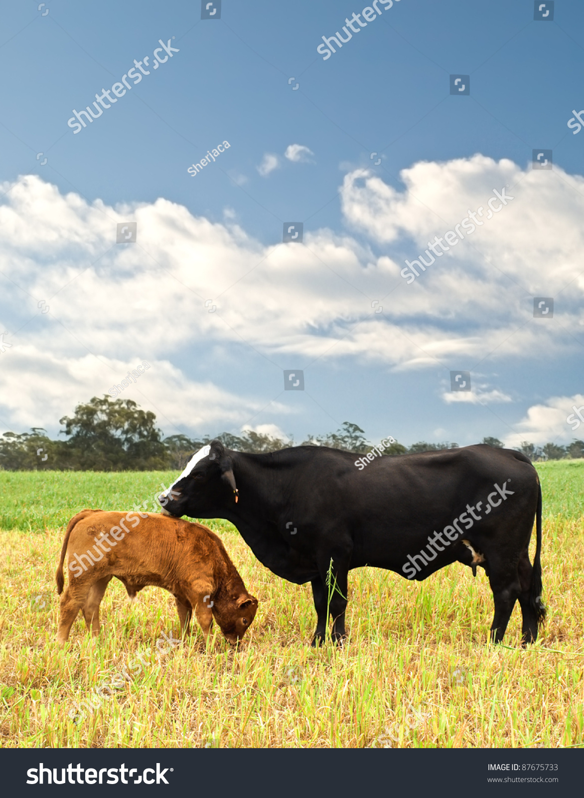 Mother Baby Cow Australian Bred Beef Stock Photo 87675733 | Shutterstock