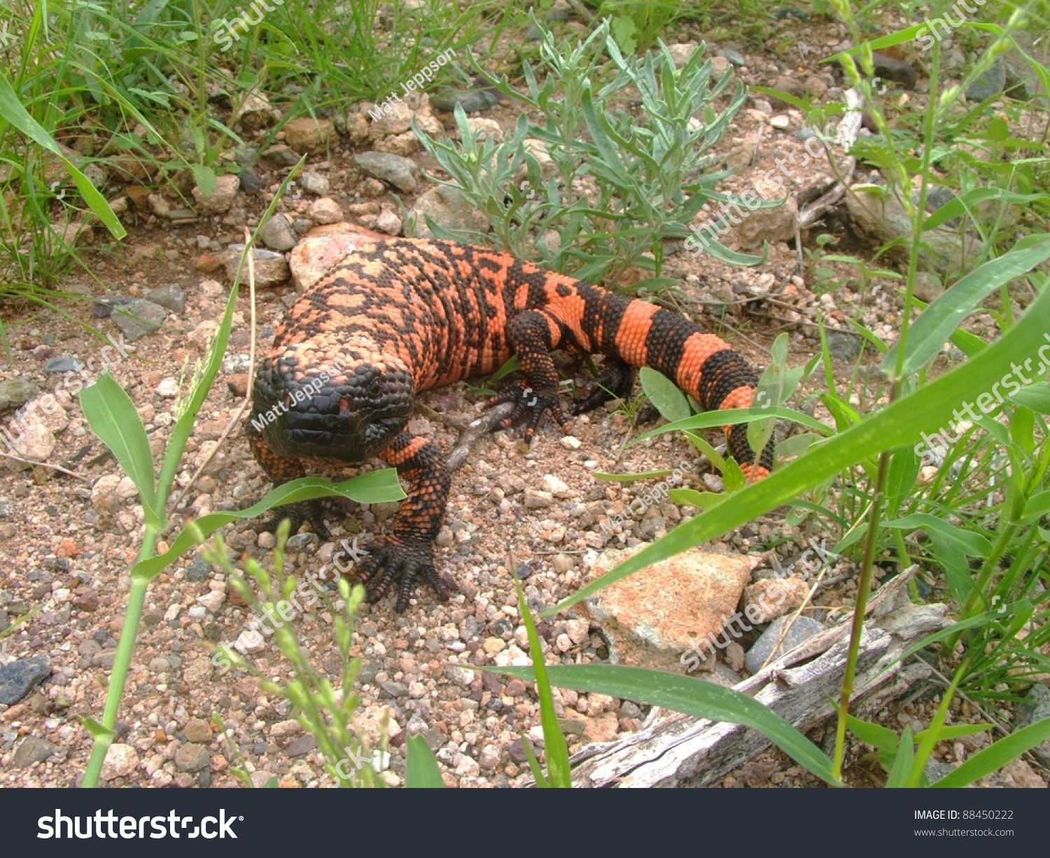 banded gila monster